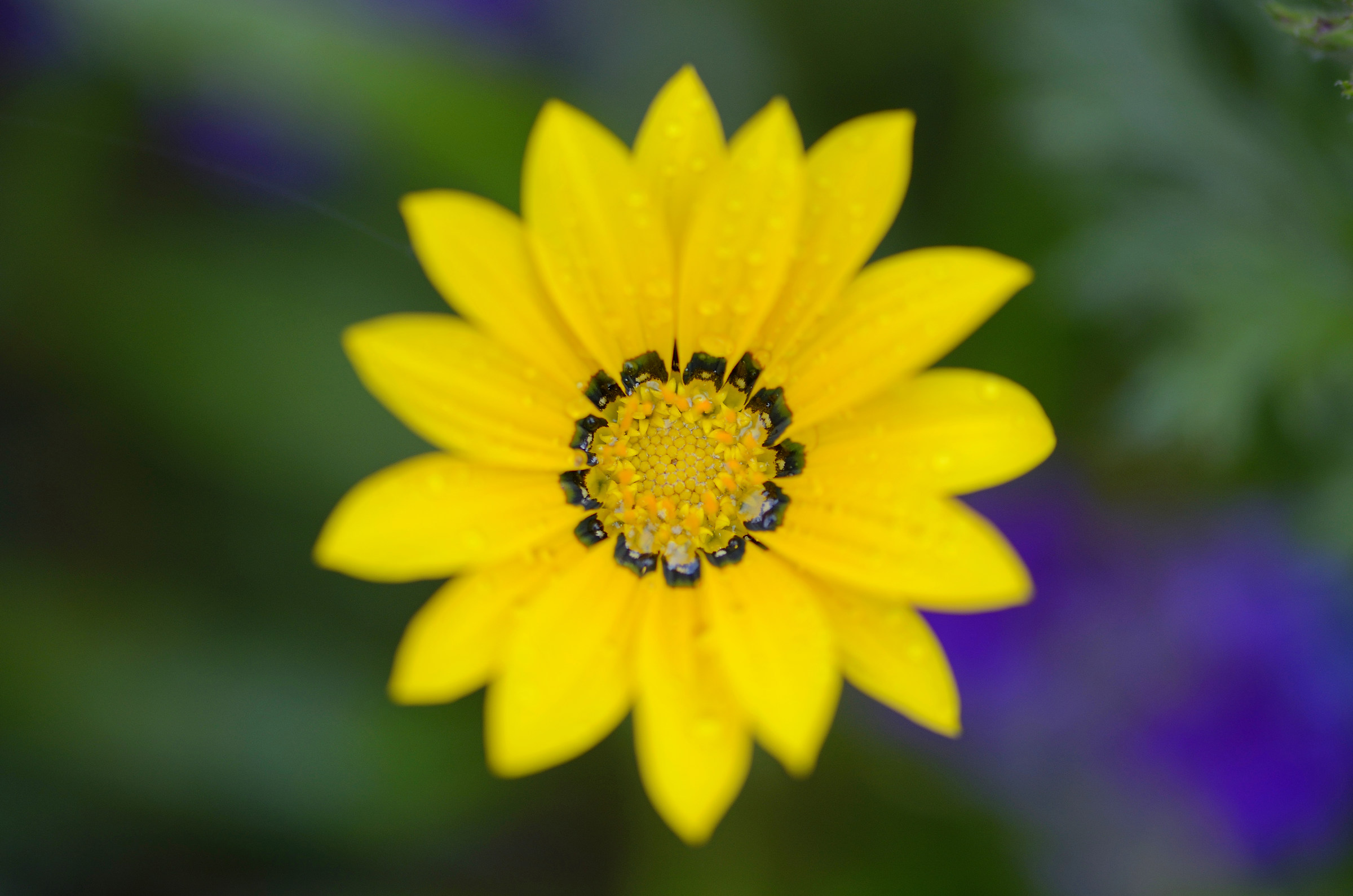 Yellow flower