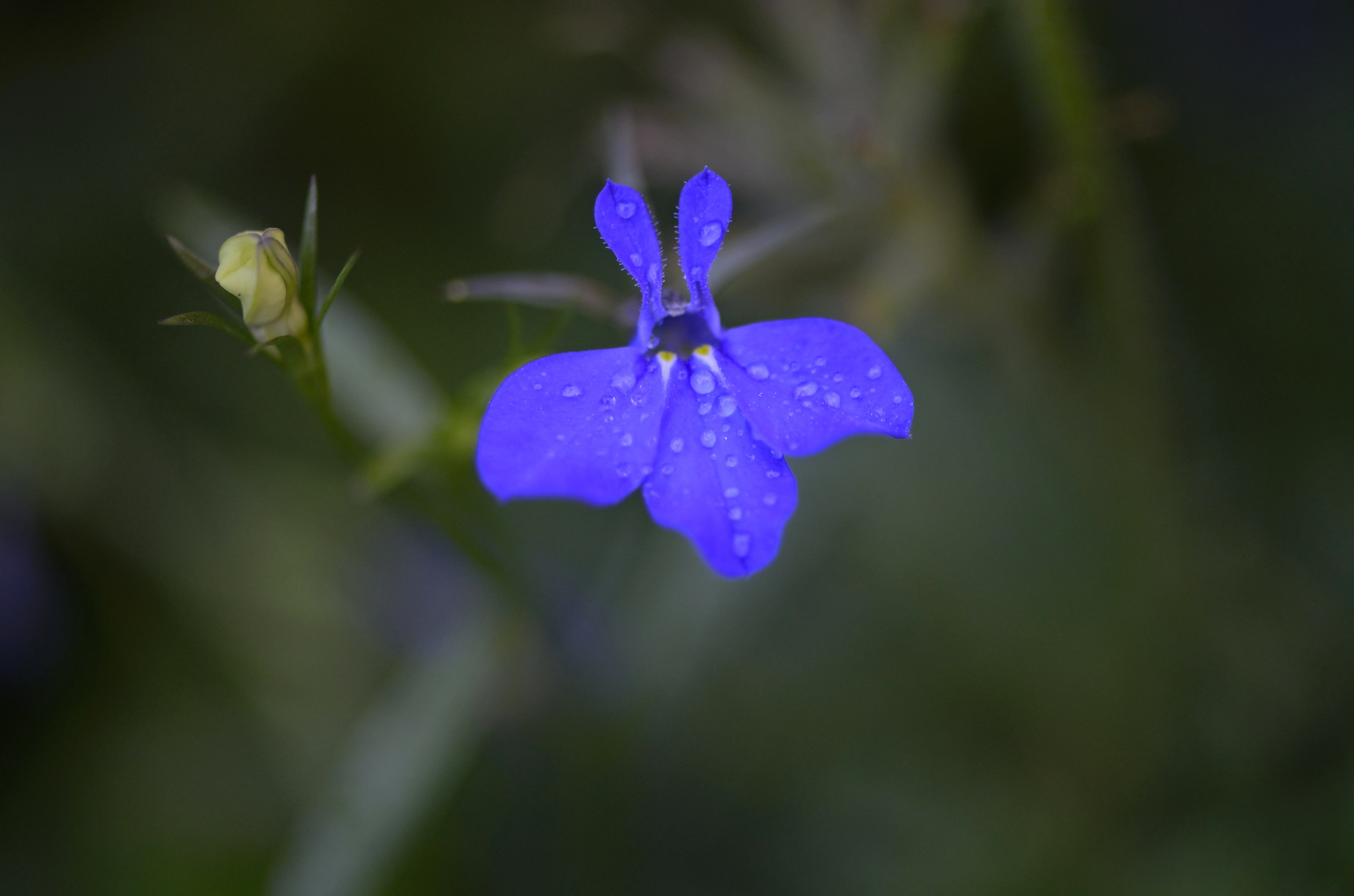Blu Flower