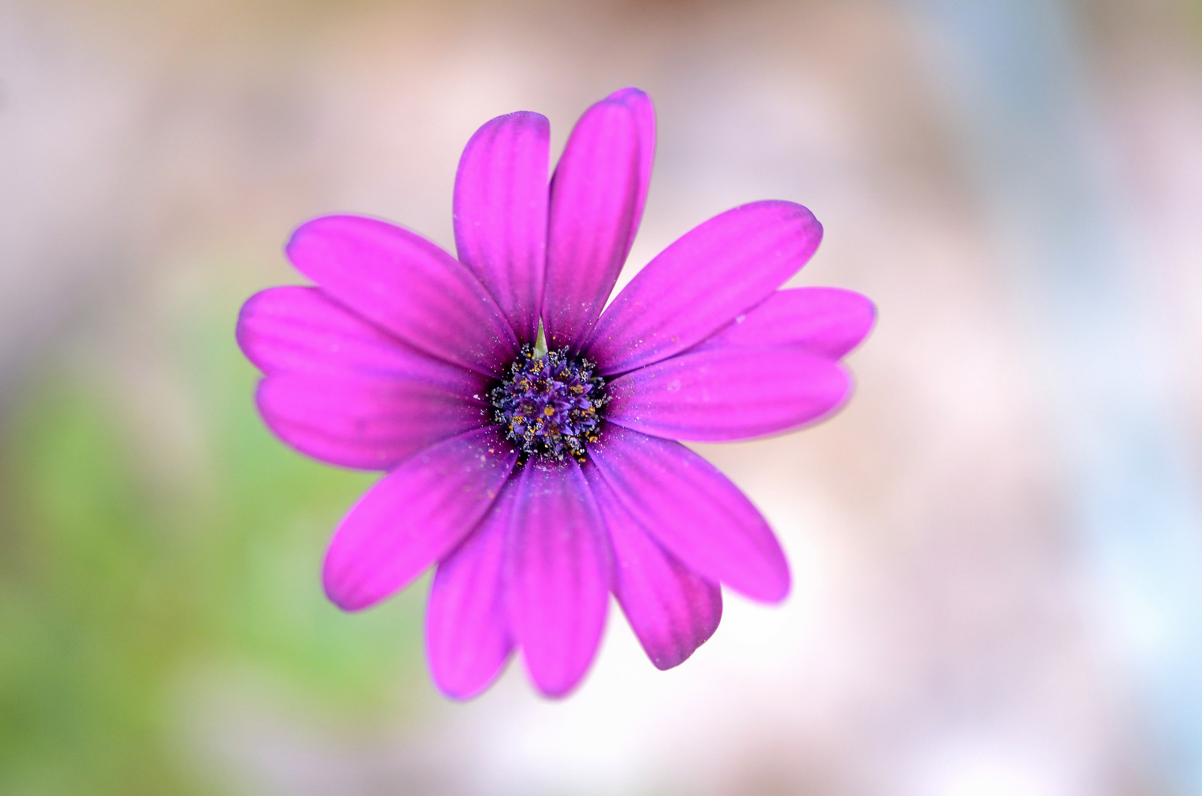 Violet Flower 3
