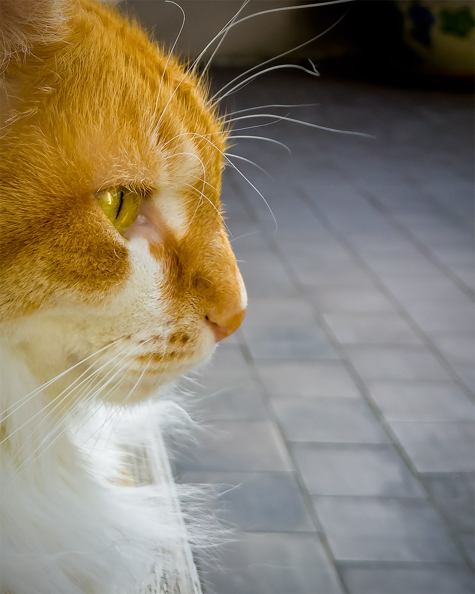 Profile of beauty beltade