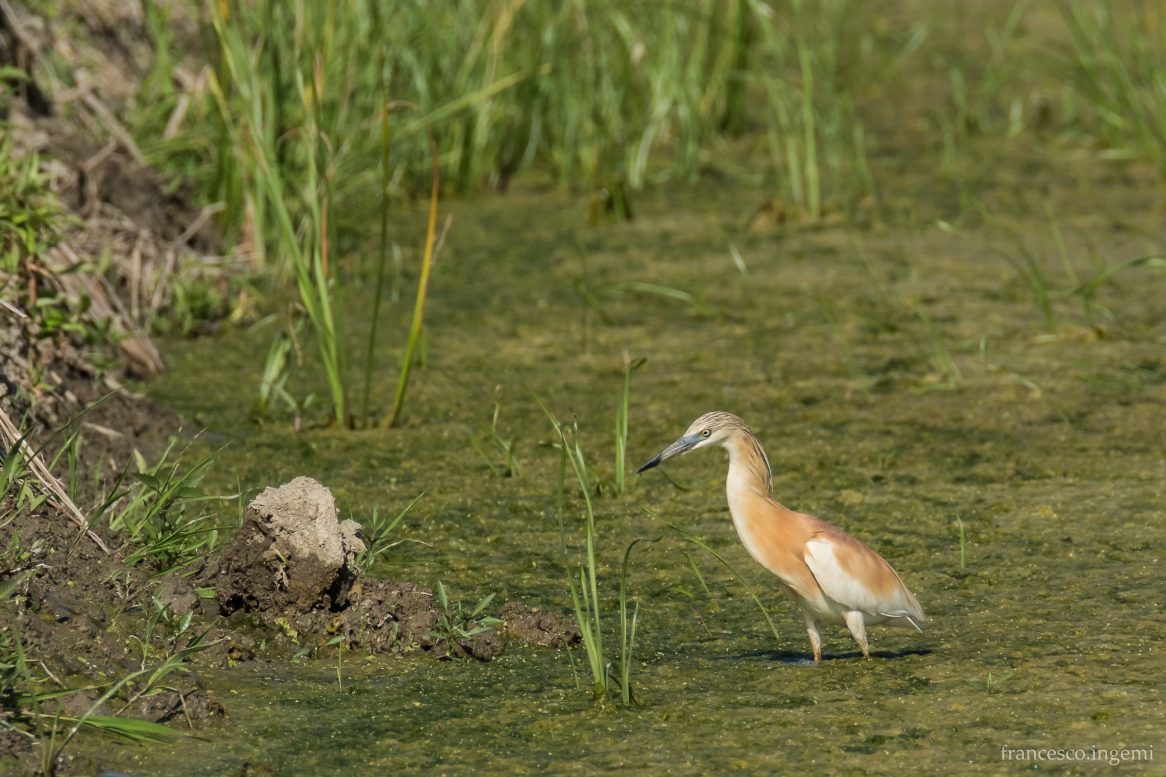 Abitanti delle risaie: Sgarza Ciuffetto