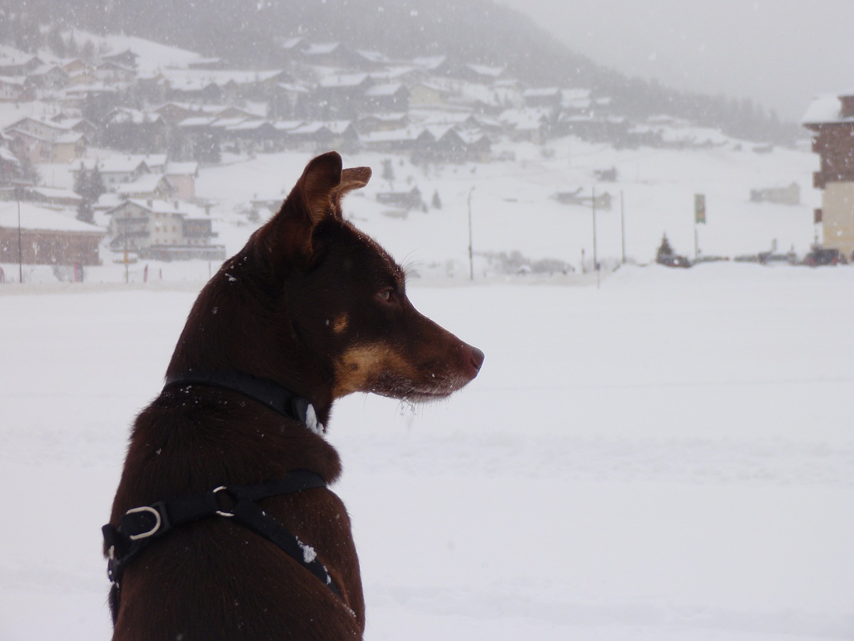 Camilla sotto la neve