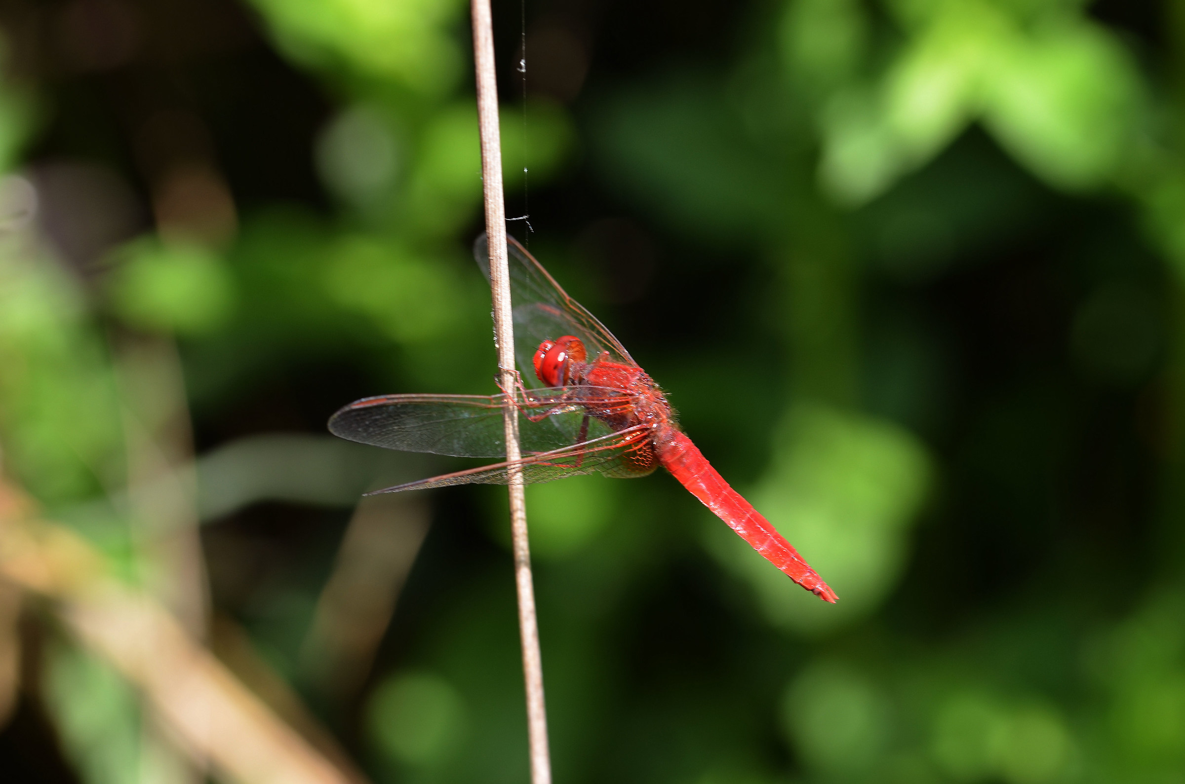 Libellula