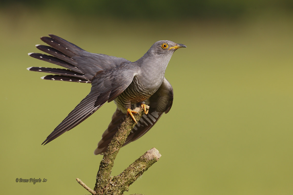 cuckoo