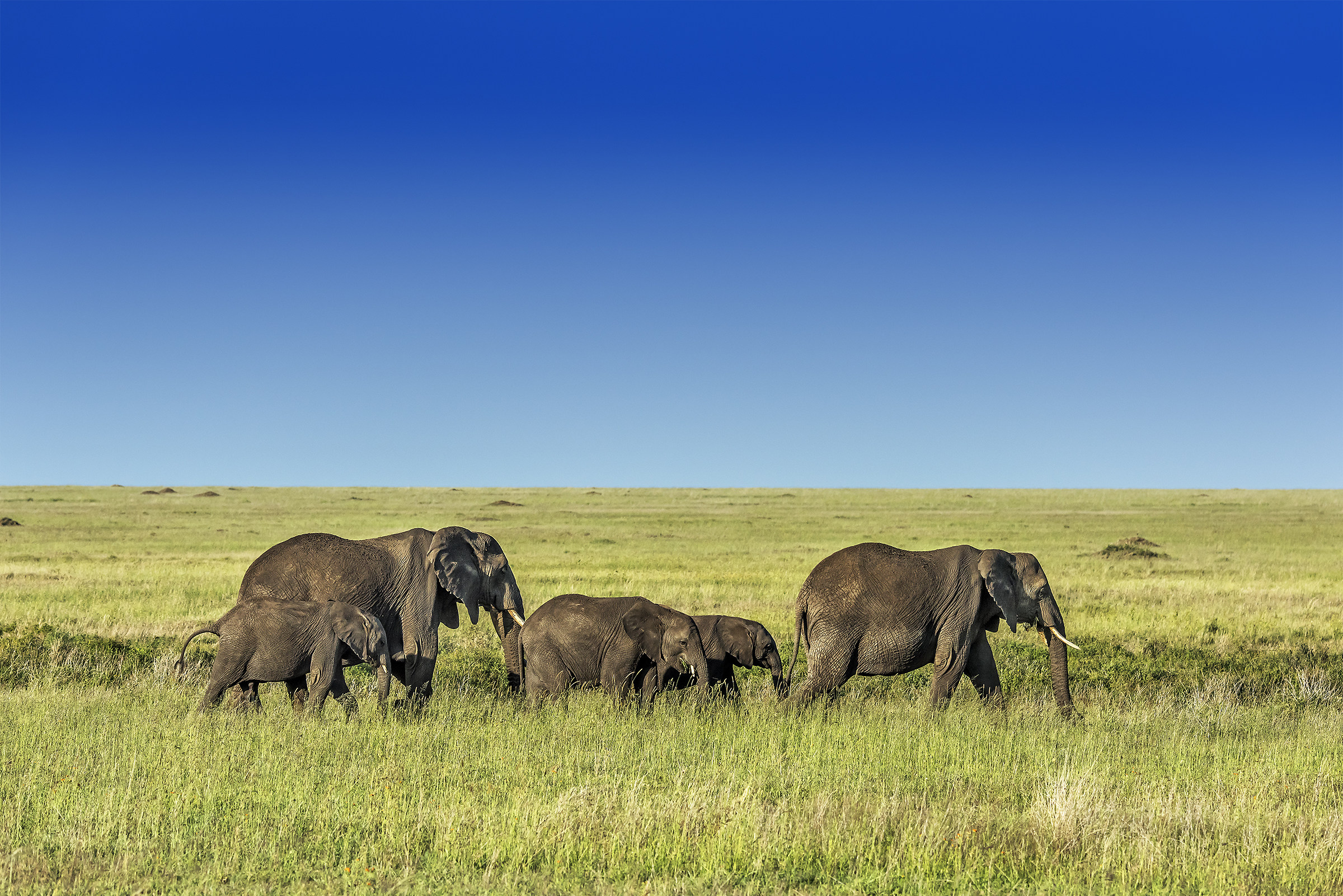 Tanzania 2017 - Serengeti