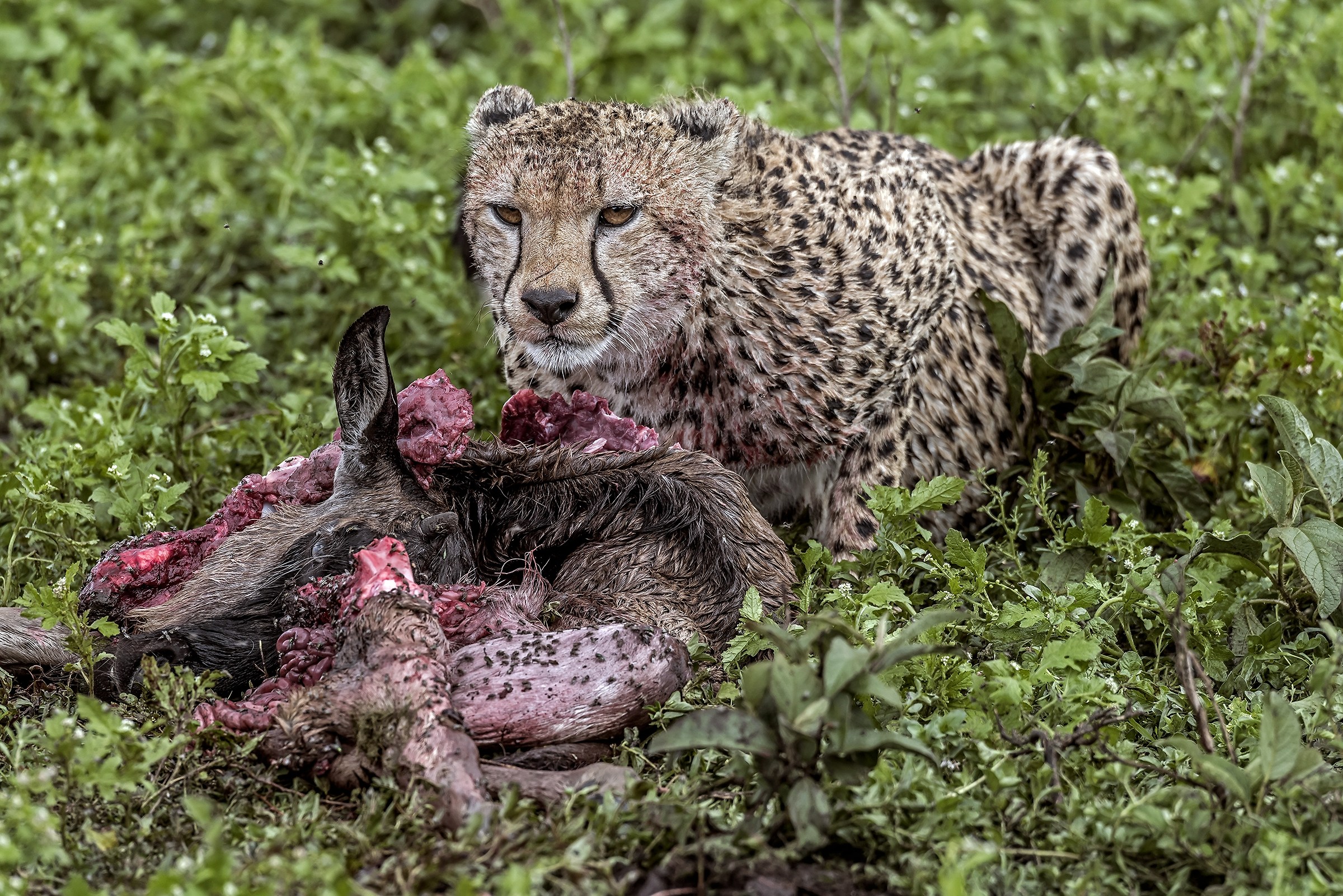 Tanzania 2017 - Sotto la pioggia