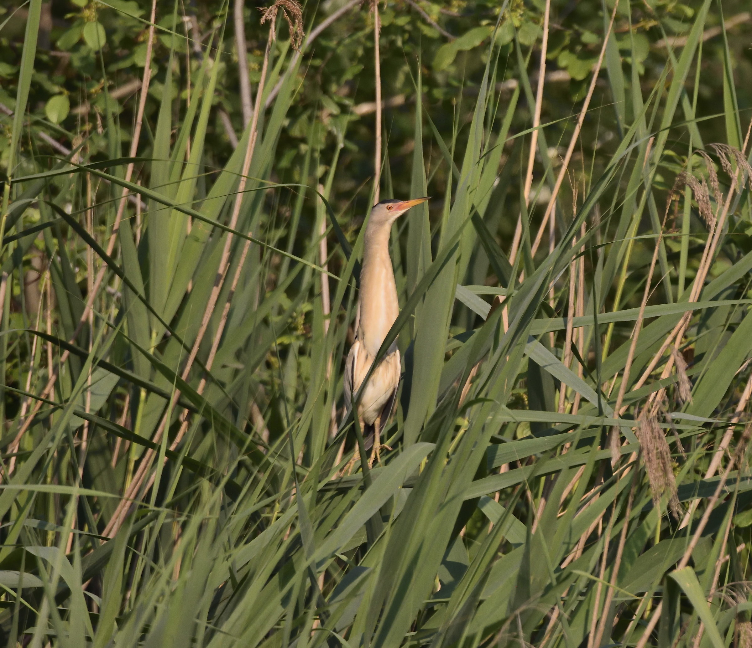 bittern