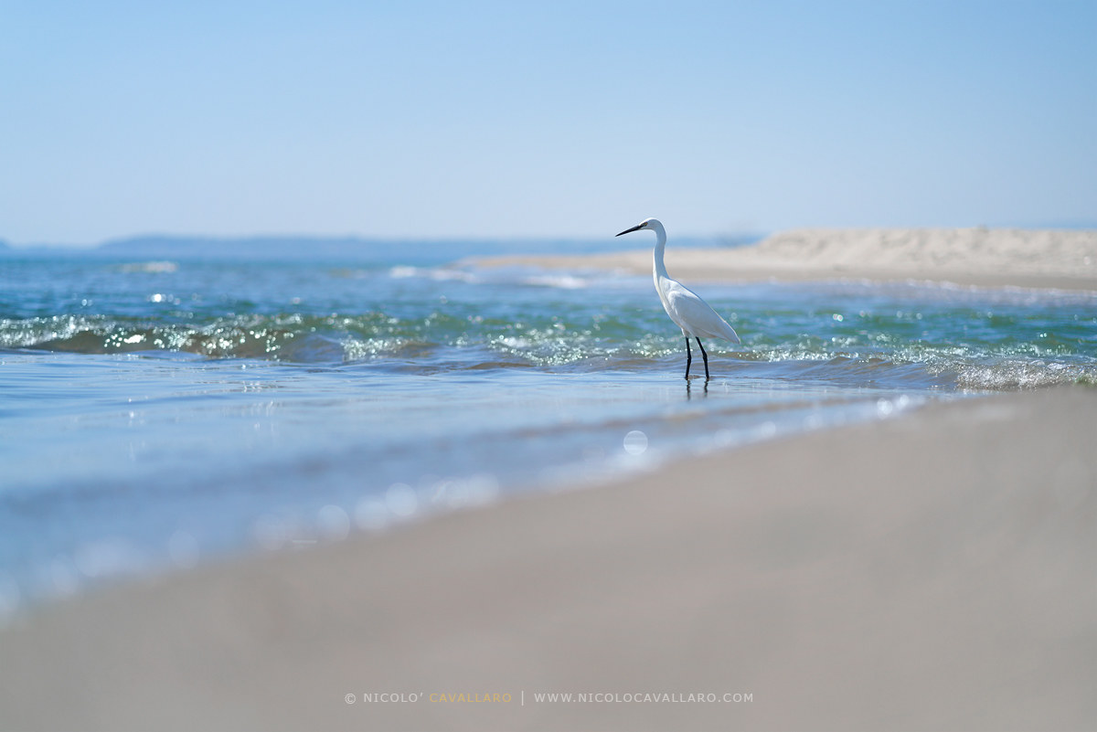 Lone heron