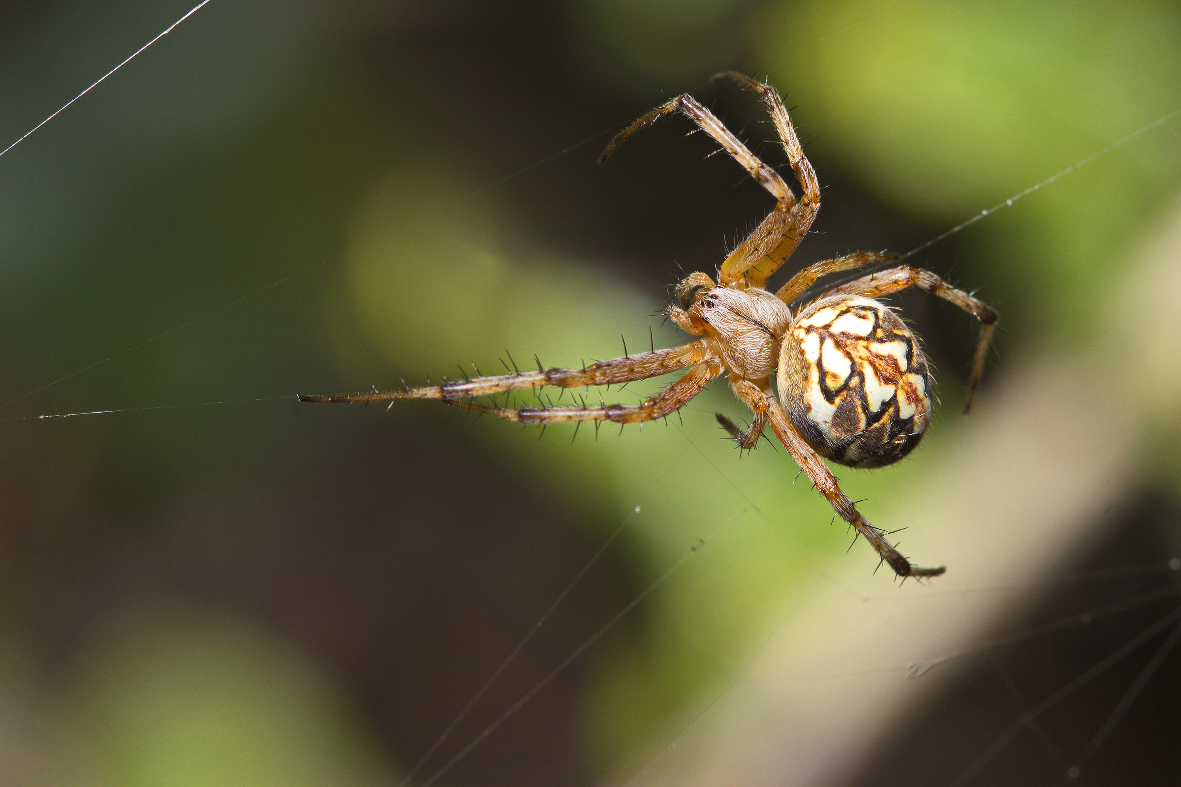 L'eleganza in miniatura