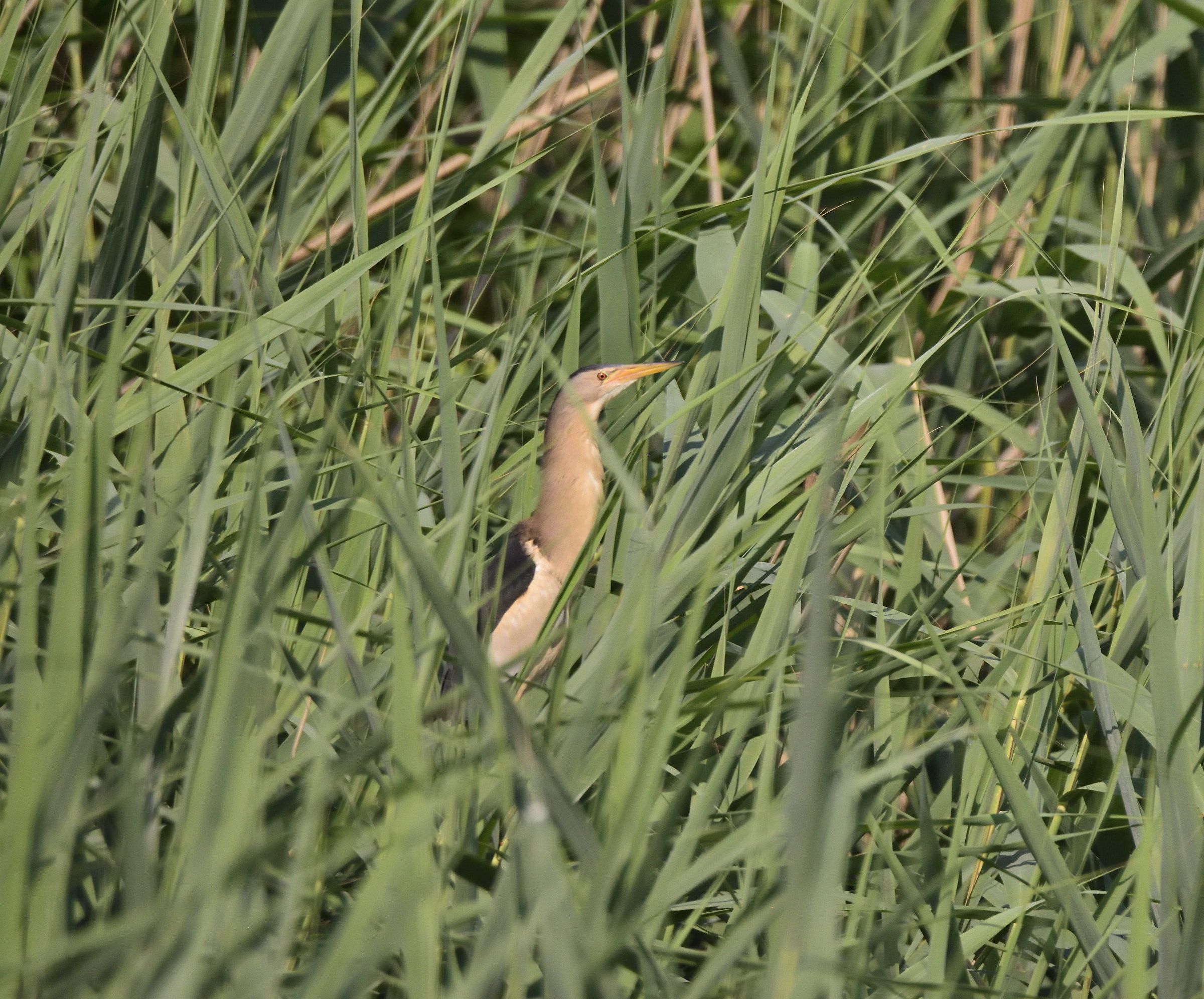 bittern