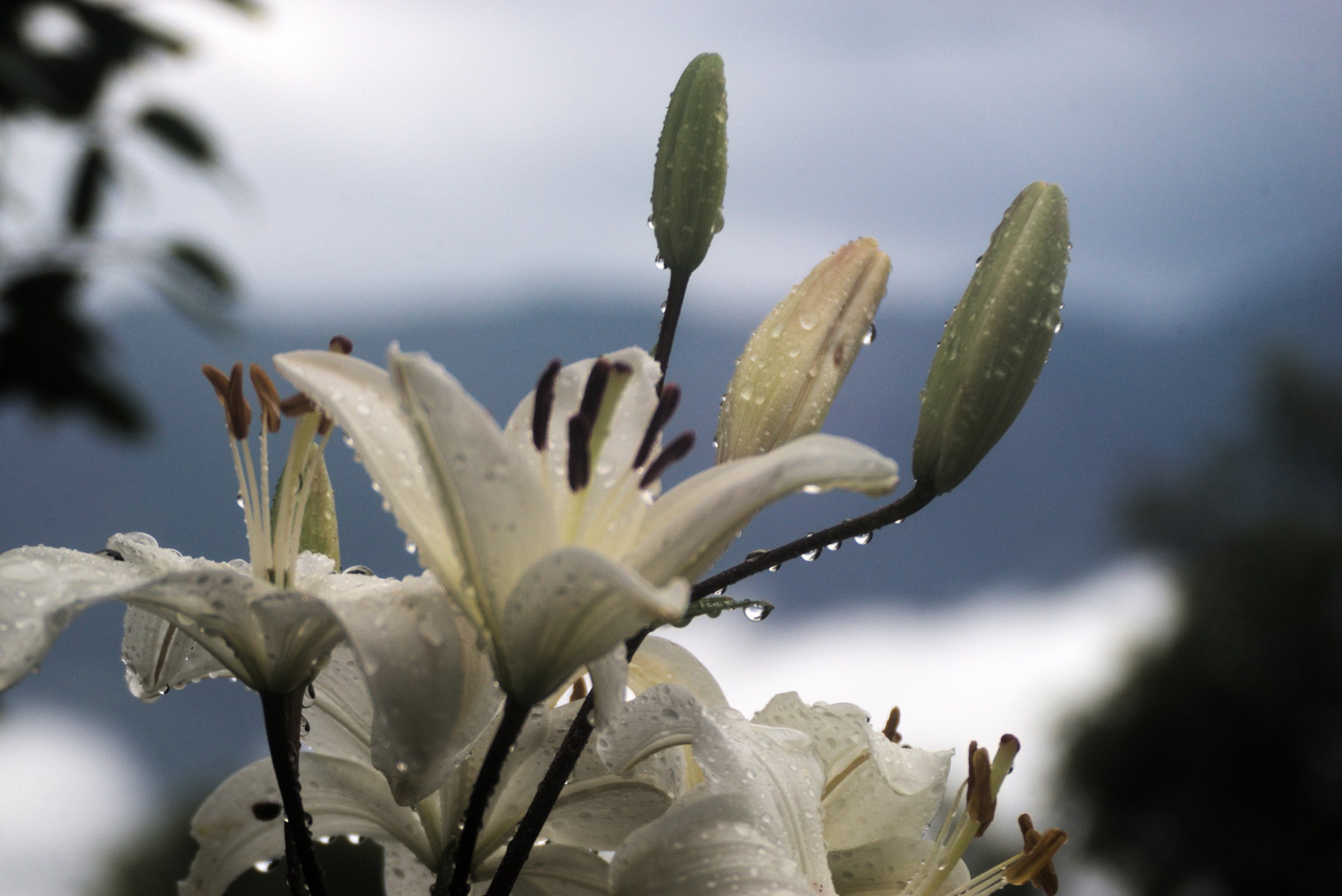 After rain / through Kodak N 3 Junior 1889