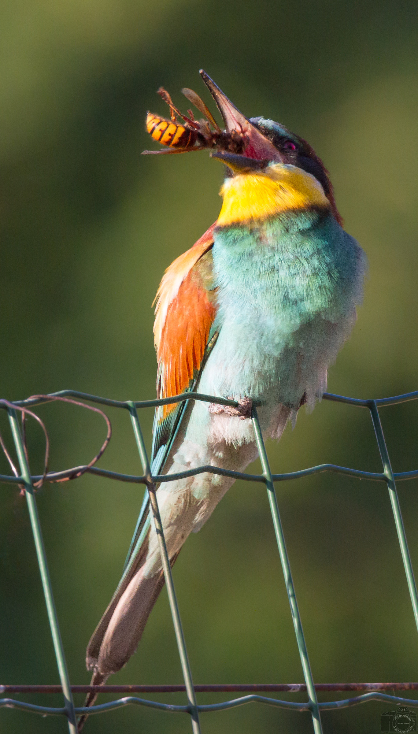 Gruccione at dawn with Calabrone for breakfast.