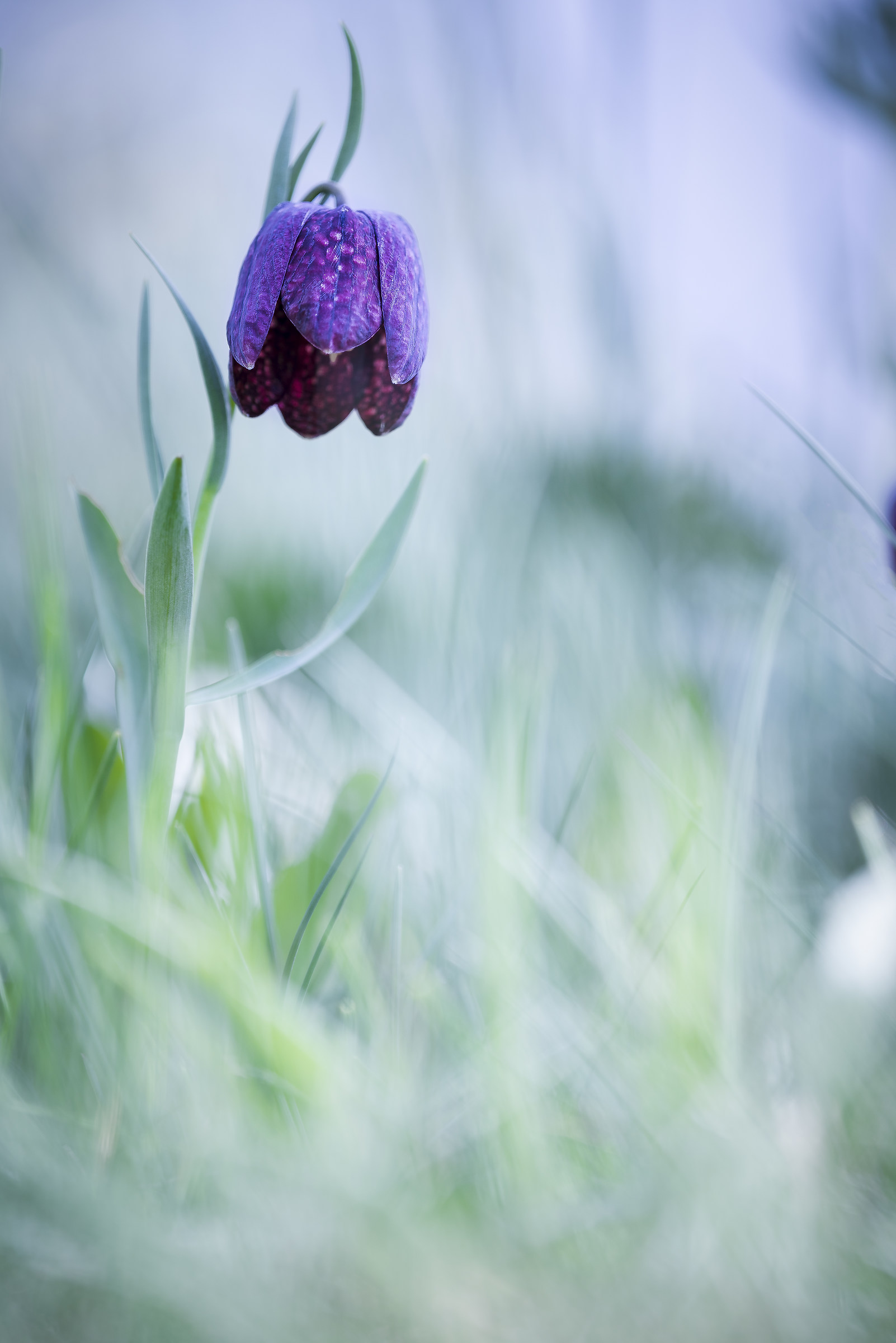 Fritillaria meleagris