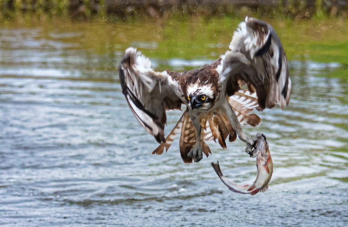 Osprey fishing