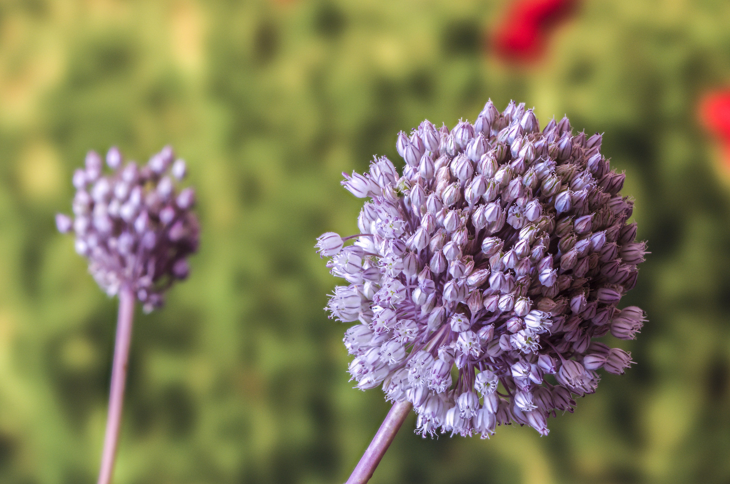 Allium ampeloprasum