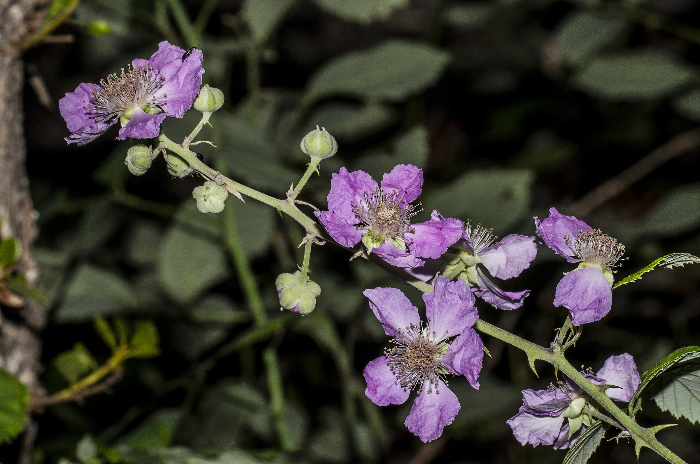 Rubus ulmifolius