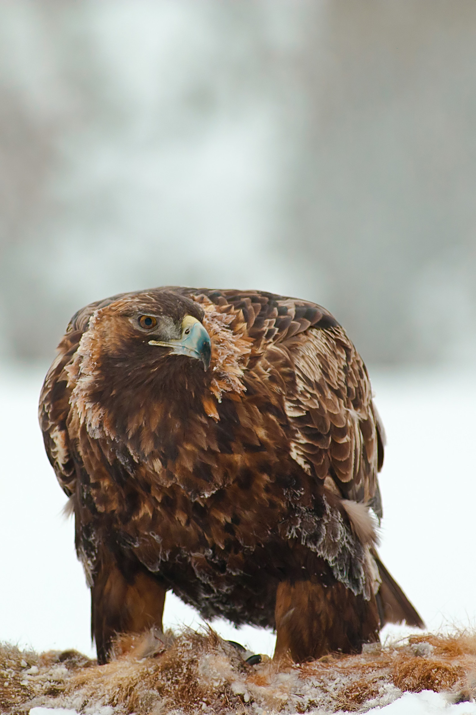 Ritratto di aquila dorata