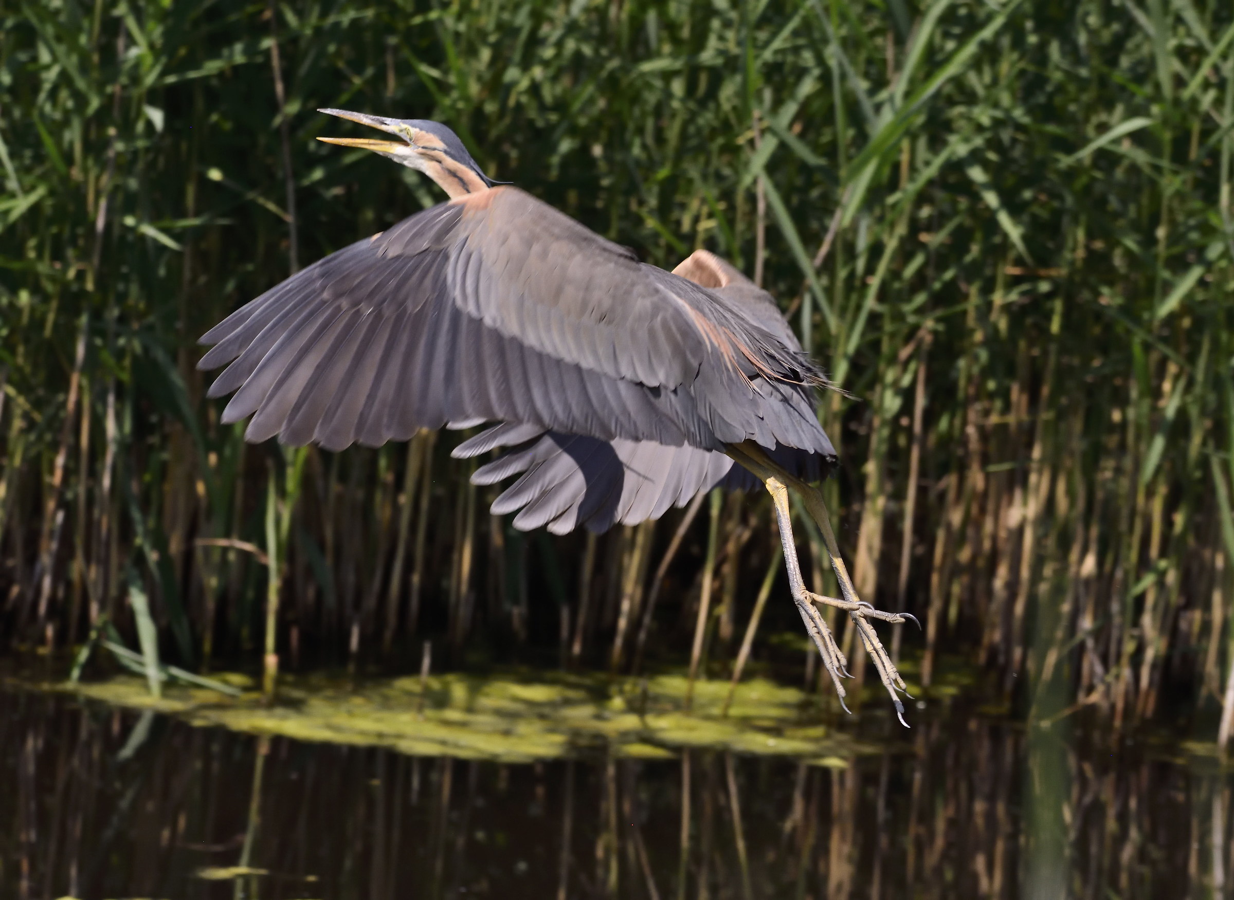 Red heron