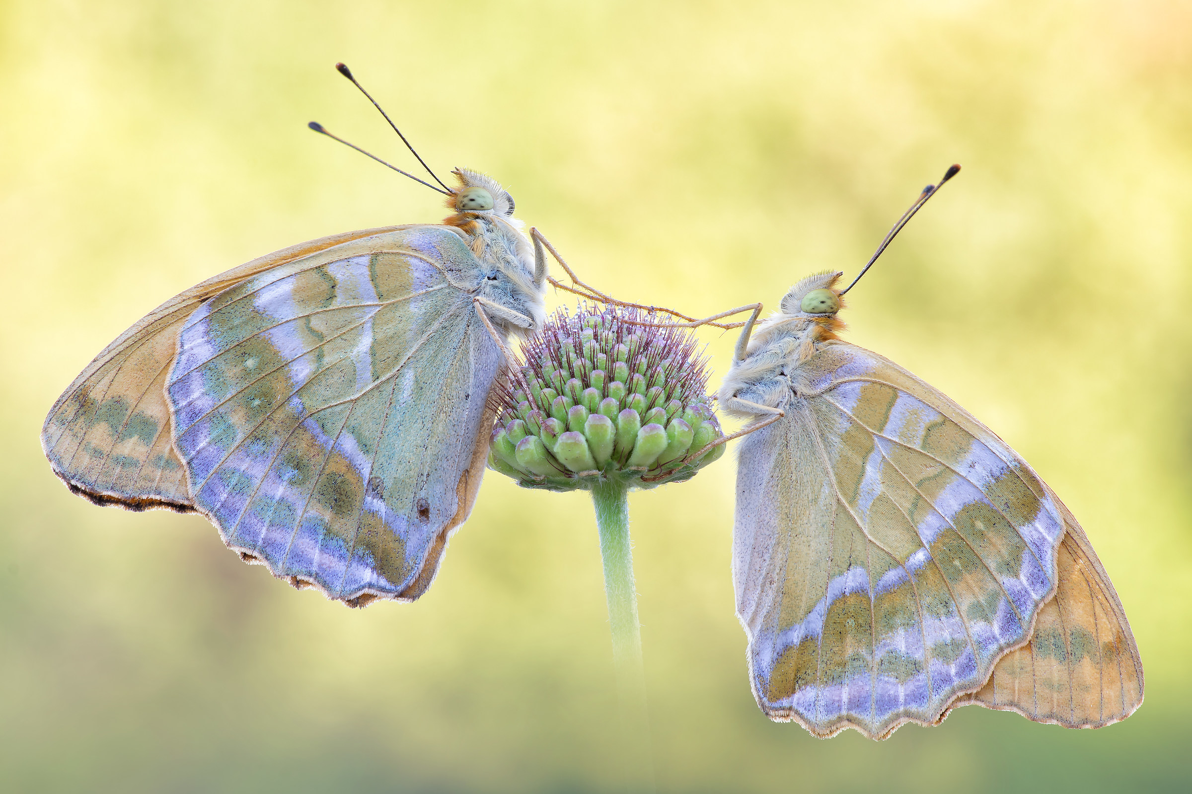Argynnis paphia