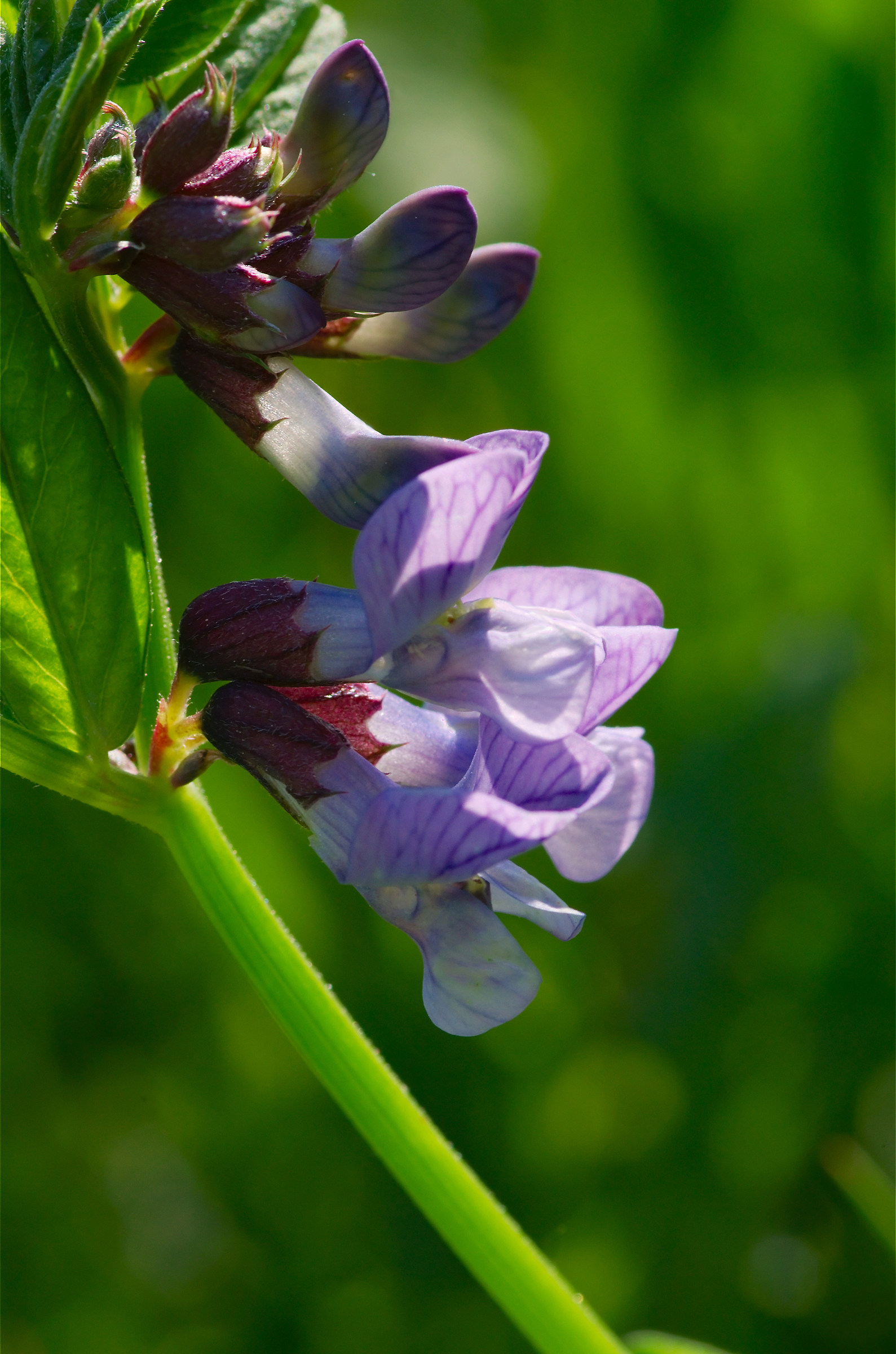 Flower field