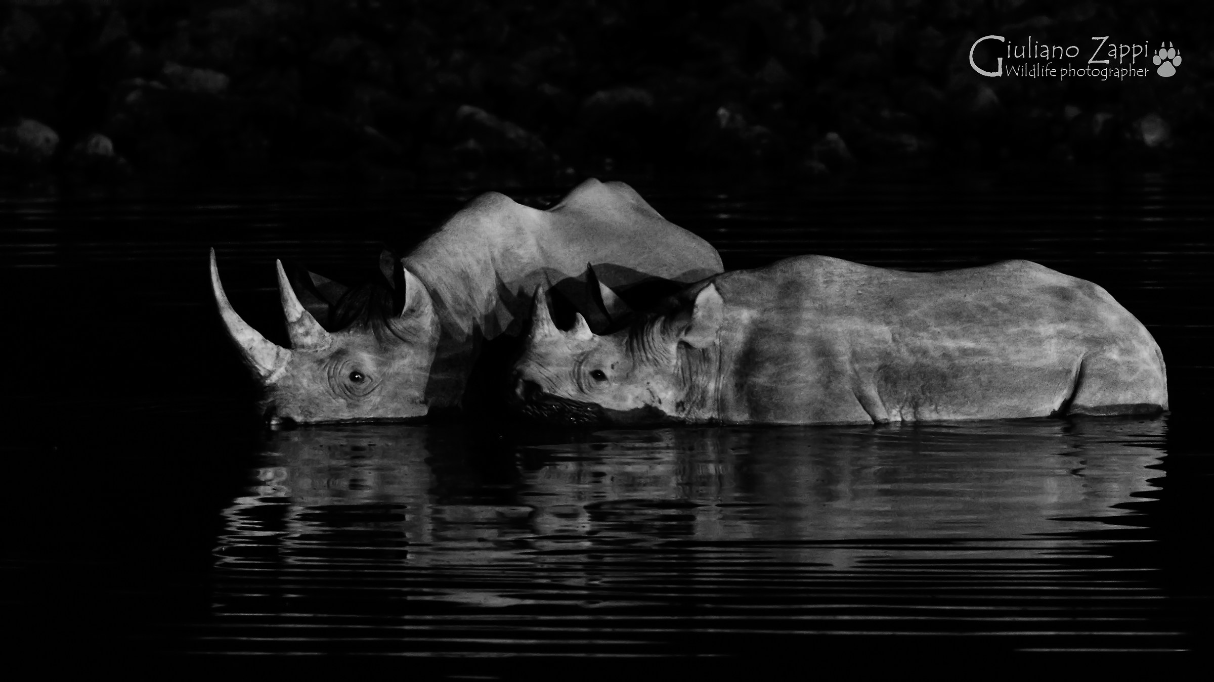 Black rhino in the dark