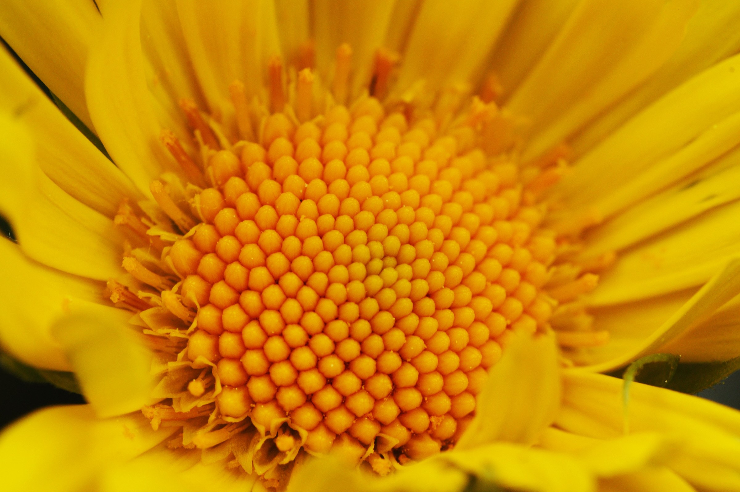 I'm not a sunflower!