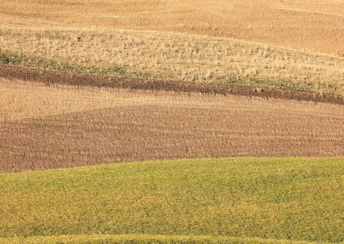 Le mille sfumature del grano