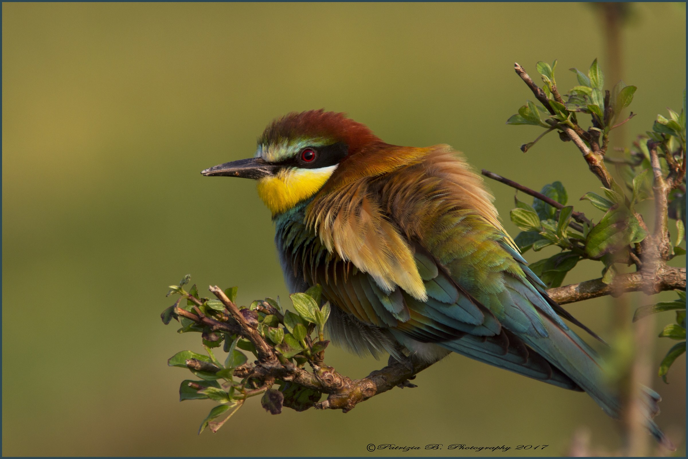 Gruccione at the first lights of the day ..