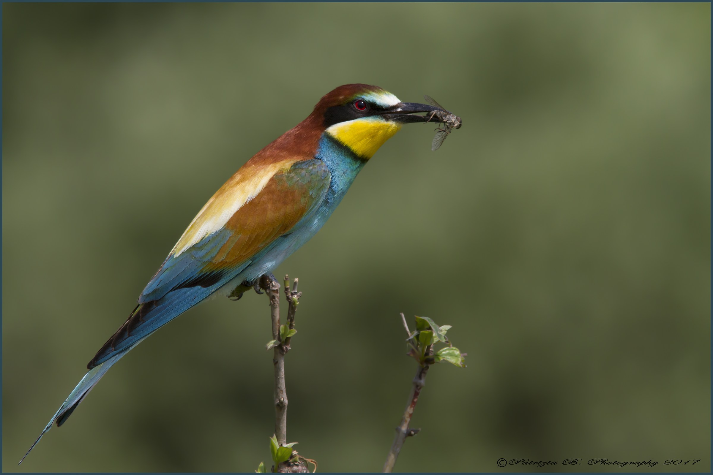 Gruccione with prey.