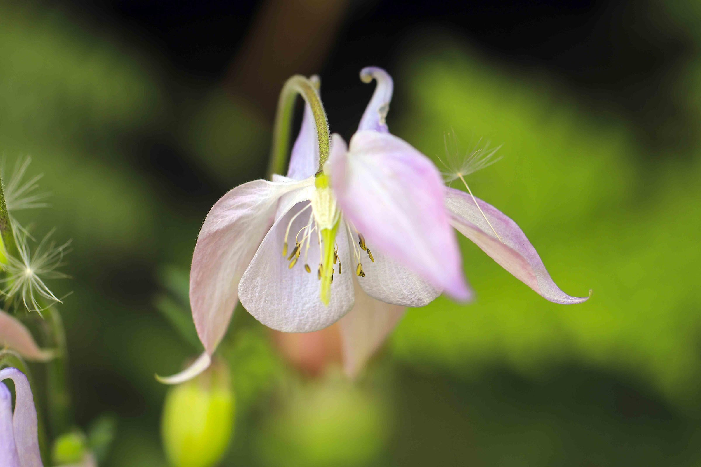 Aquilegia