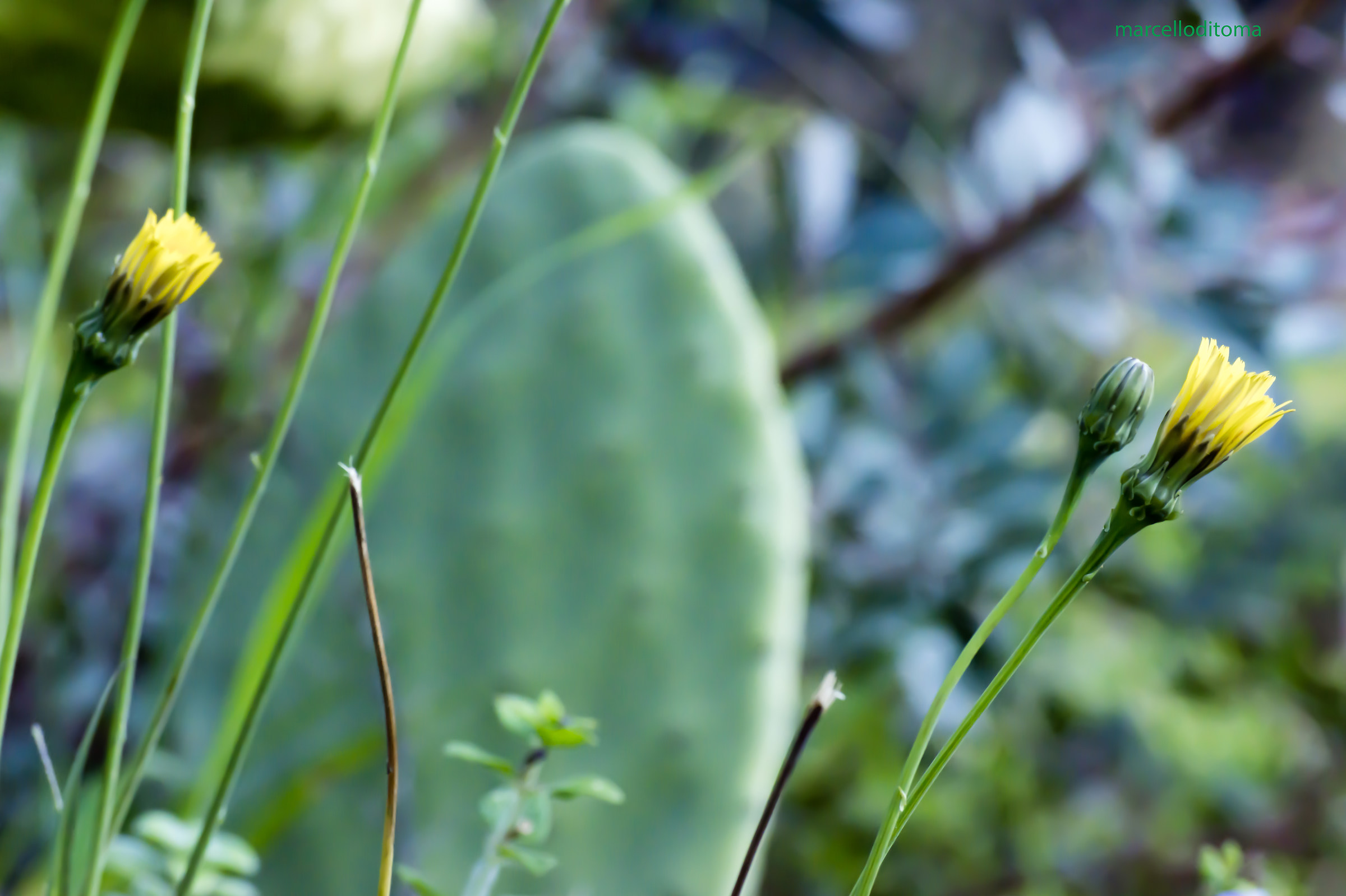 But he does not have it! ...