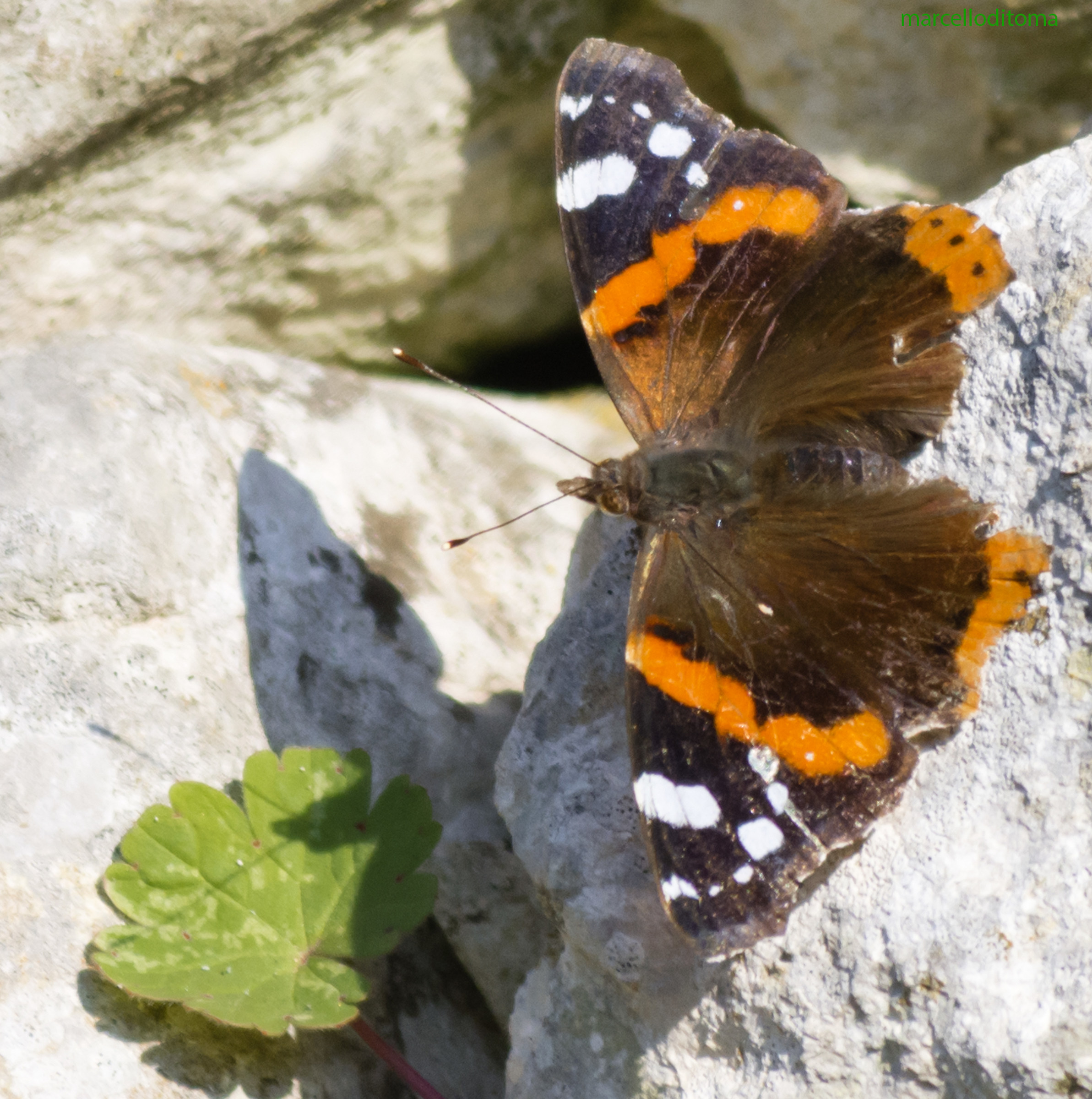 Butterfly in the sun ...
