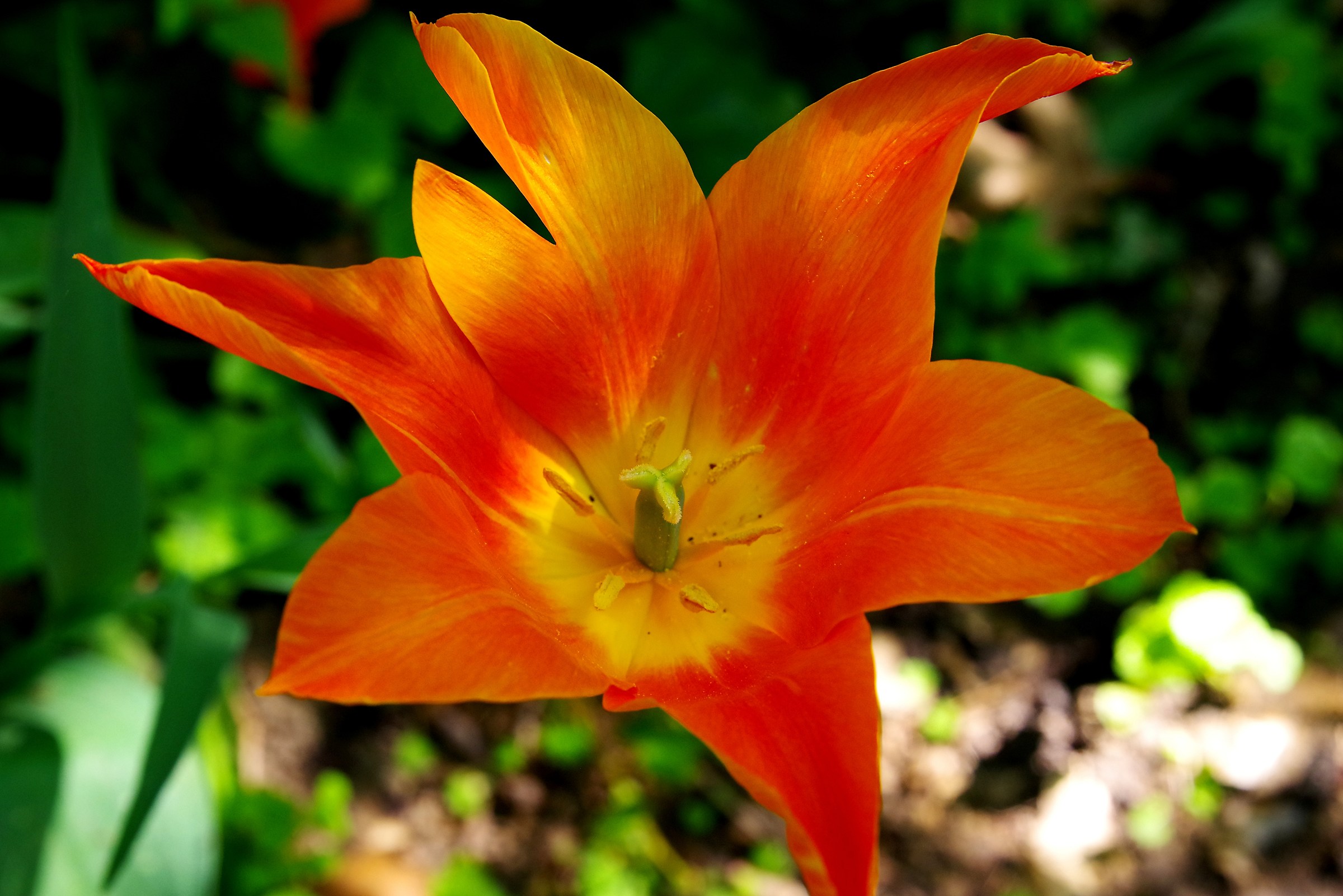 From "Messer Tulip" 2017 - n.1