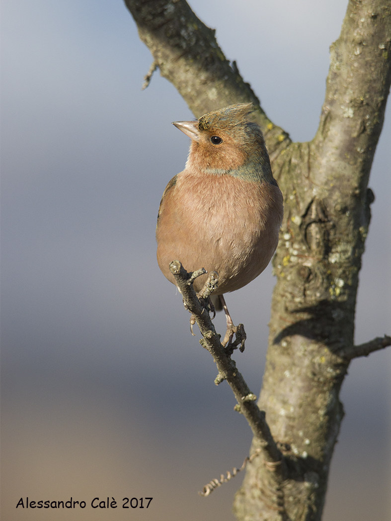 Fringilla coelebs (Fringuello) 6489