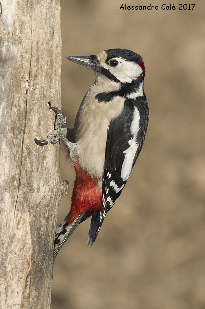 Dendrocopos major (Picchio rosso maggiore) 7025