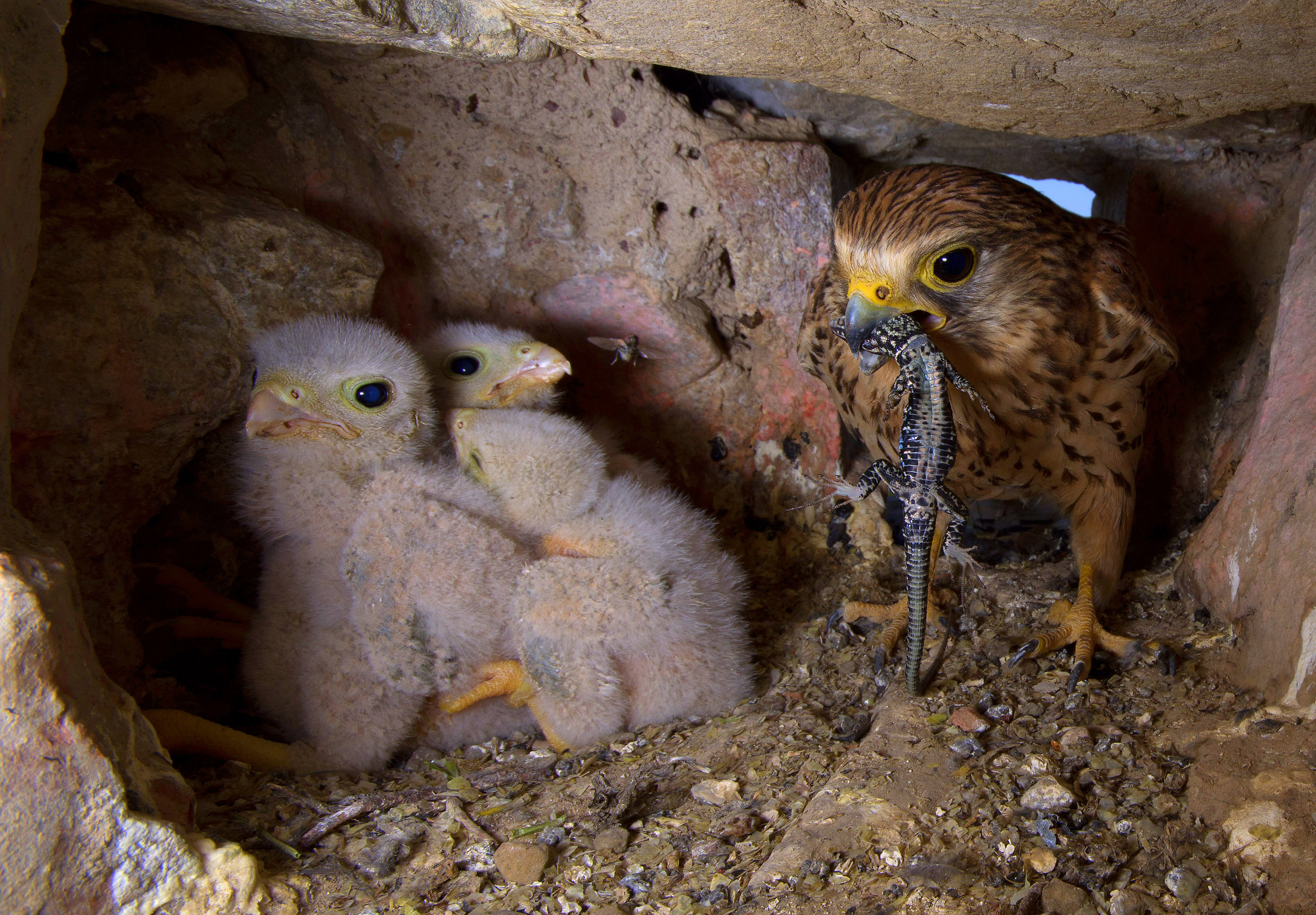 The fly "fleeing moments in the nest of Kestrel"