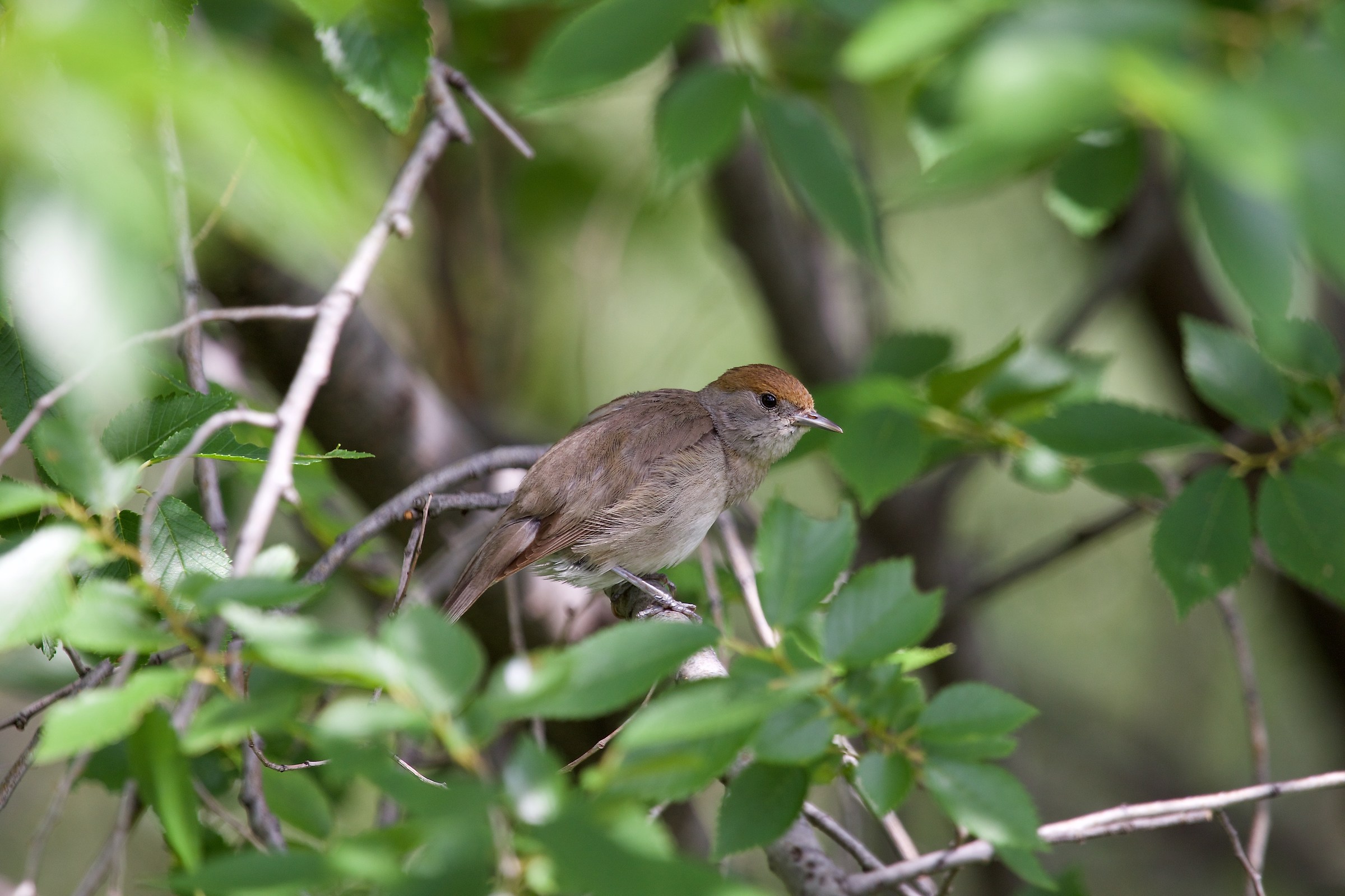 The return of the Jedi - female capinera with the pompone