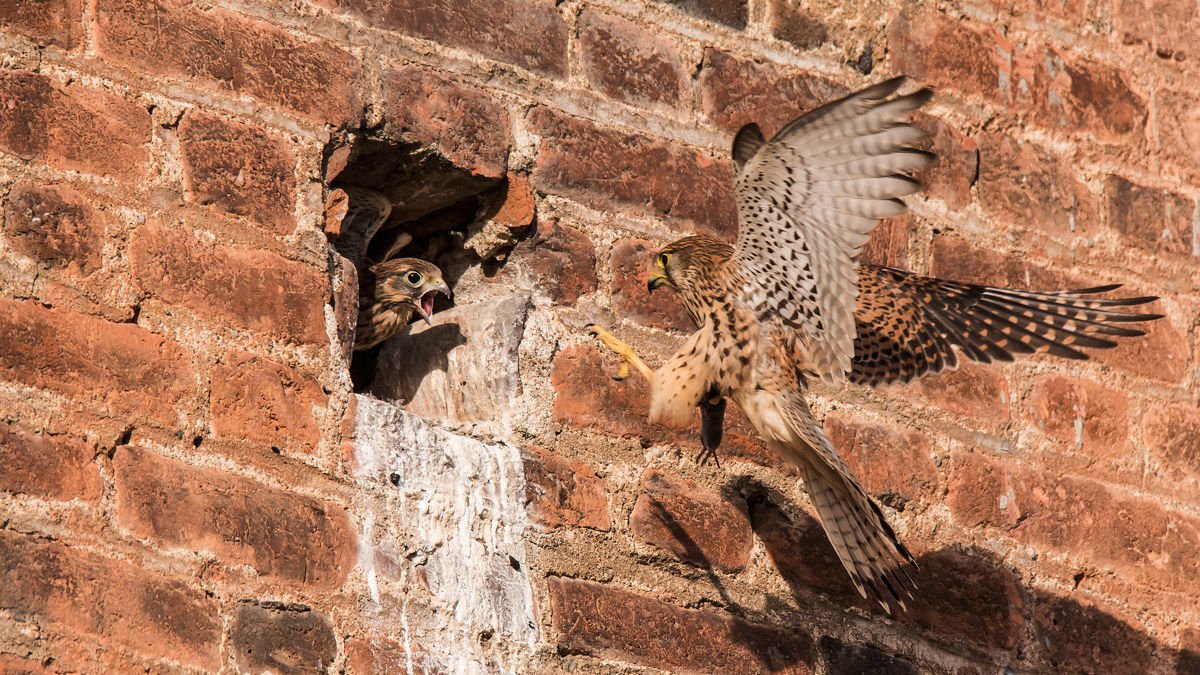 Kestrel with prey x his little one