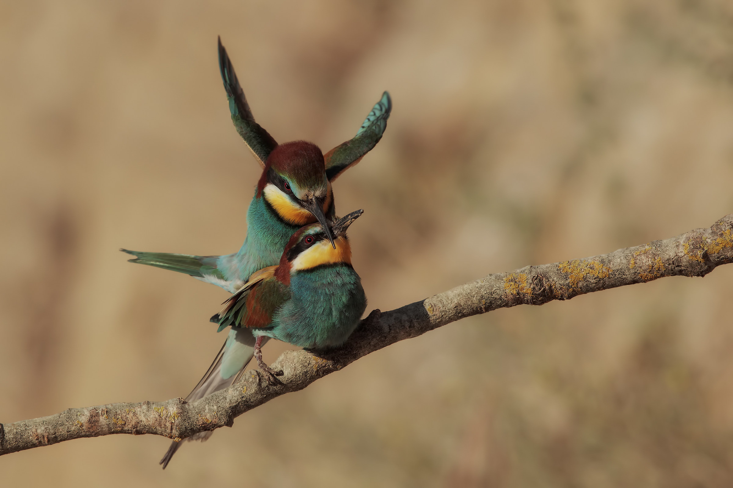 indaffarati e non solo4