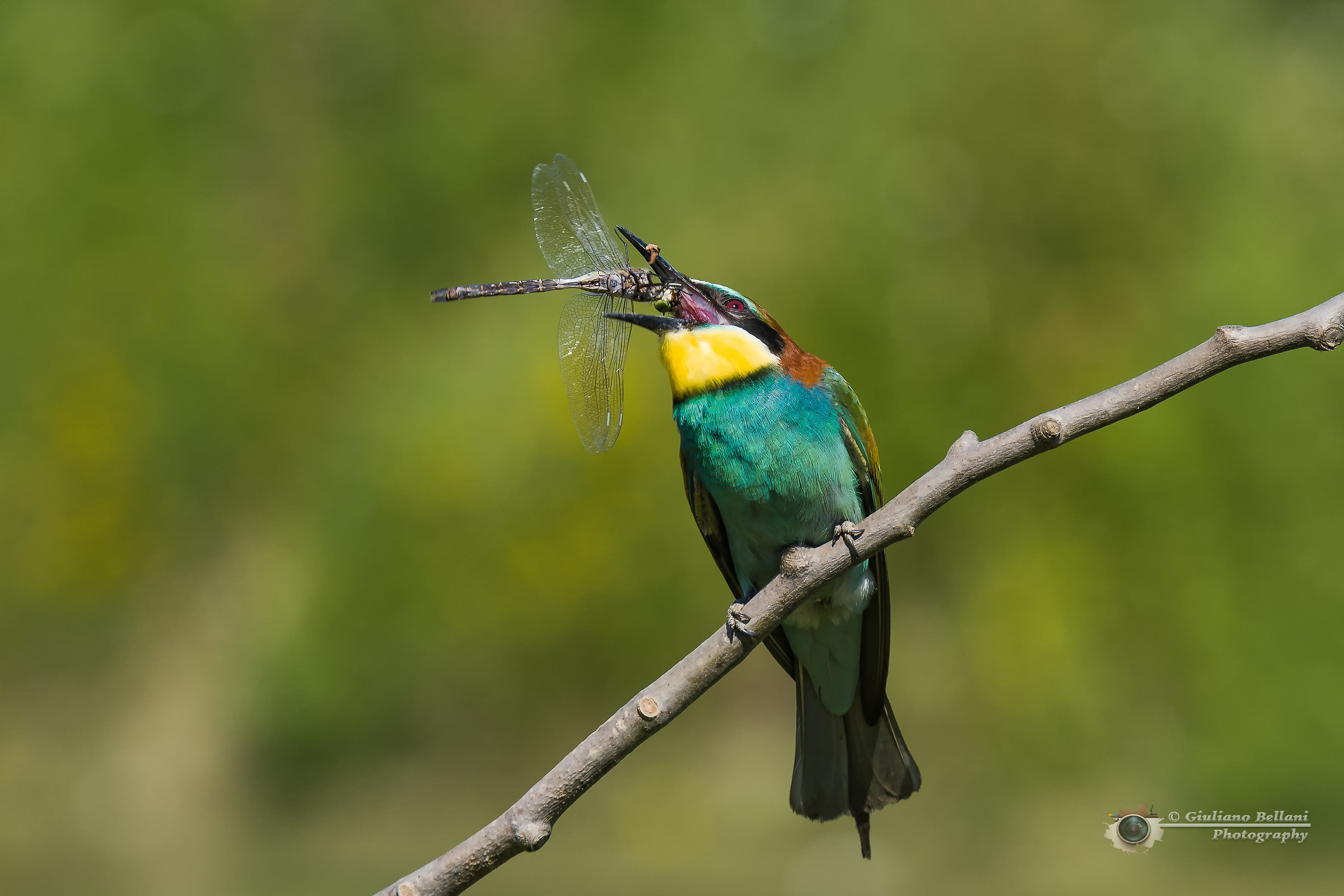 Il pasto del gruccione
