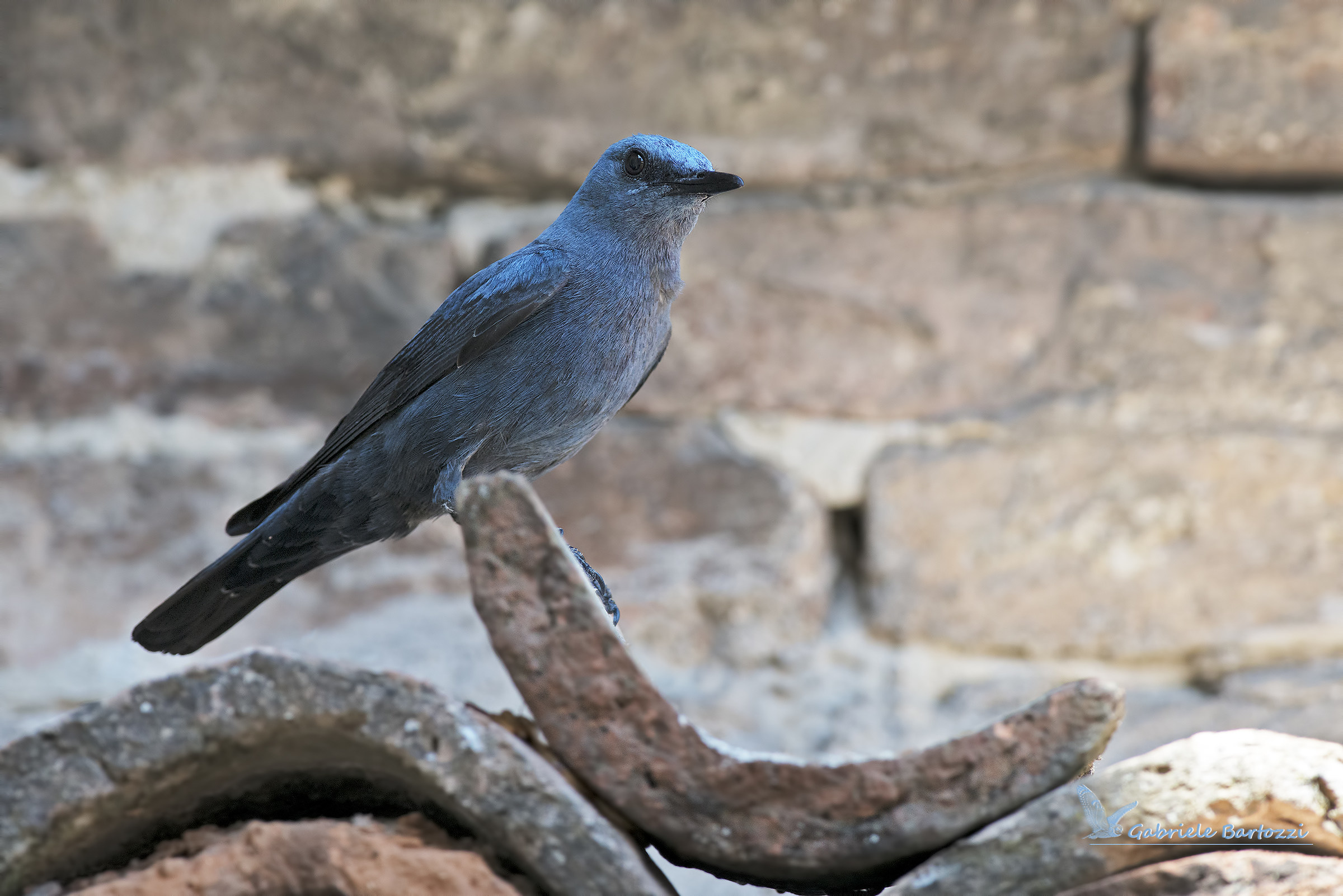 passero solitario maschio  (Monticola solitarius)