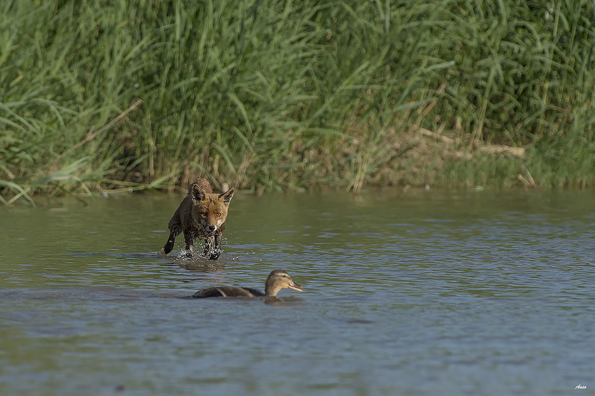 Fox and duck