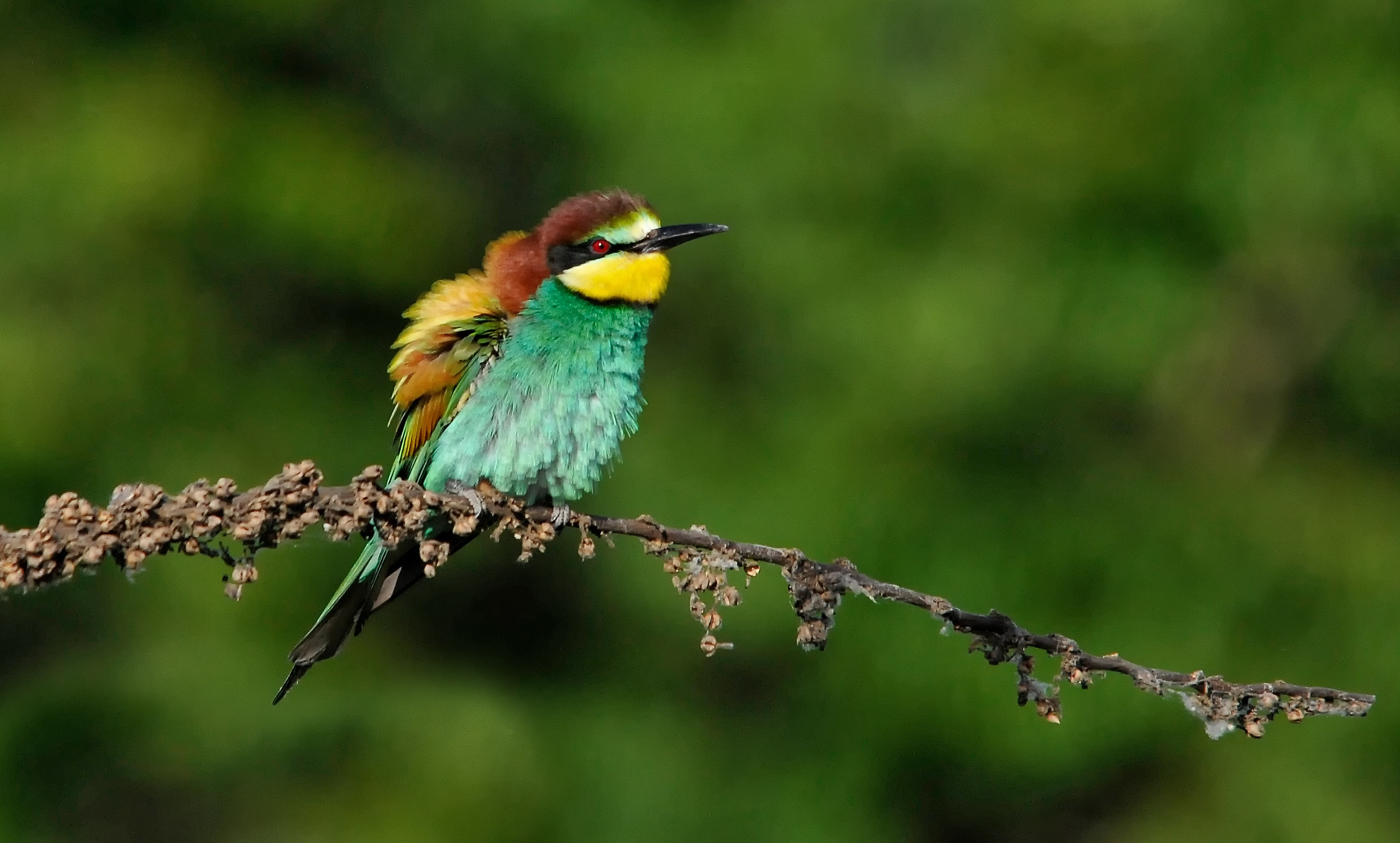 Arruffamento gruccionesco!