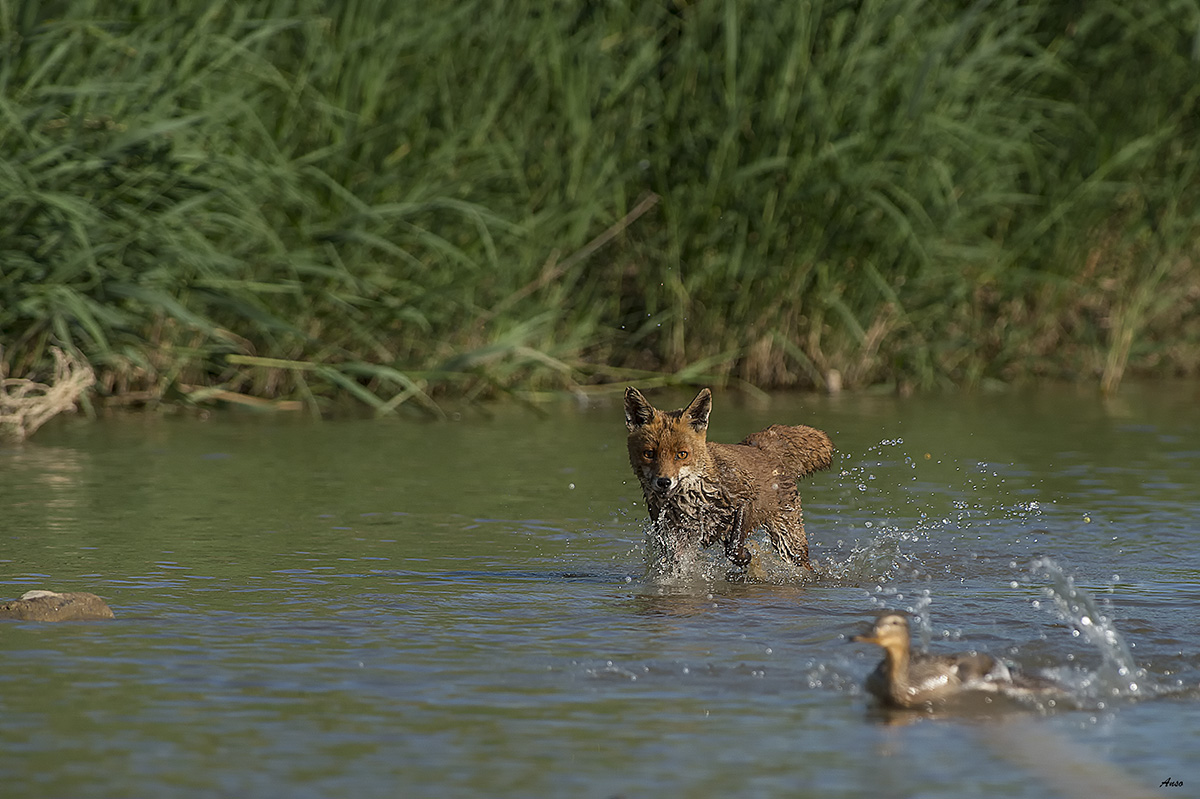 Fox and duck