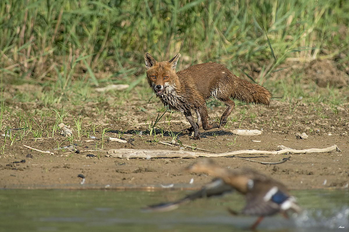 Fox and duck