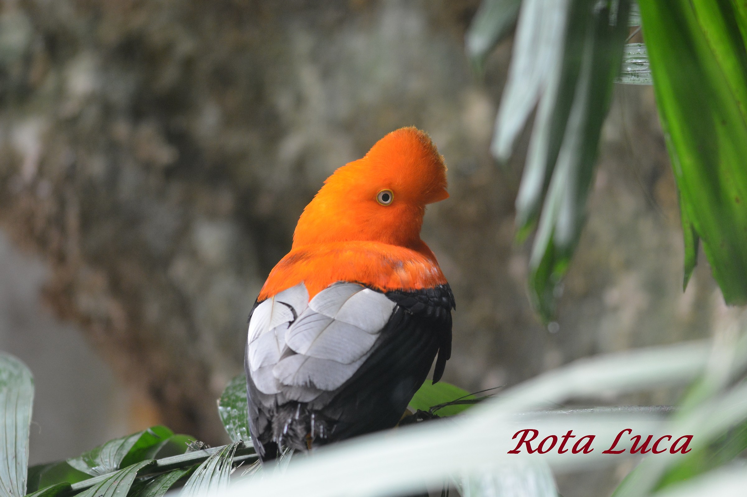 sono proprio bello con questo ciuffo alla Elvis