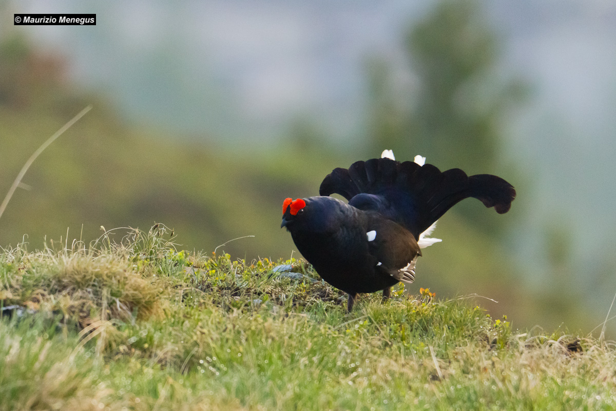 Pheasant of mountain in June