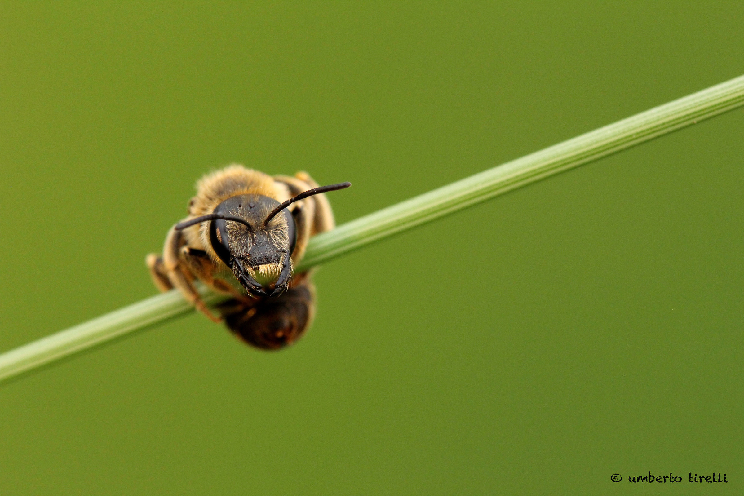 Il risveglio dell'equilibrista
