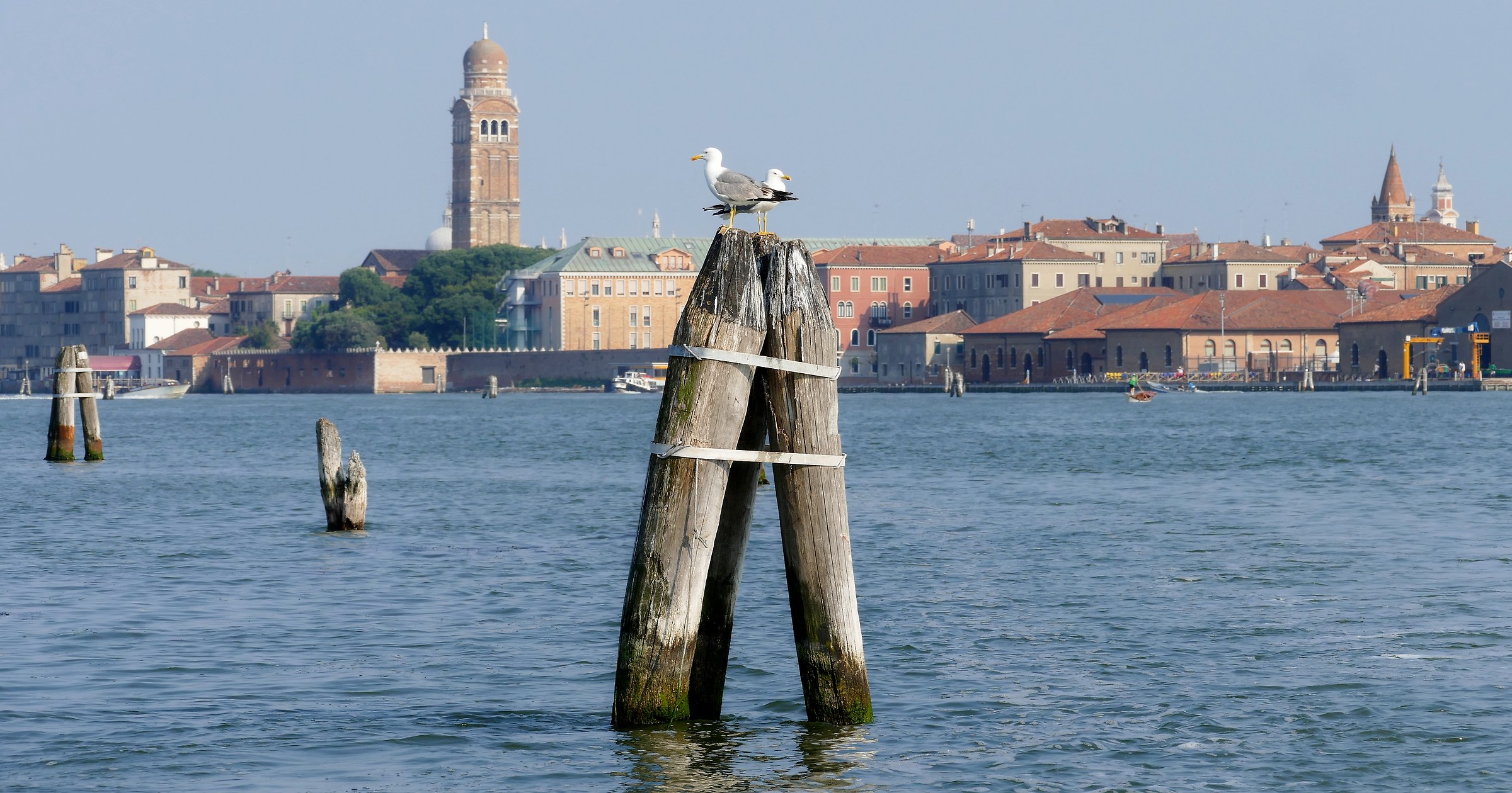Brothers on the beetle