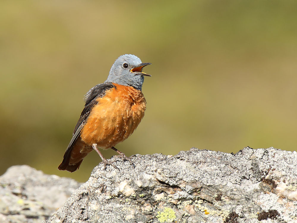 redstart